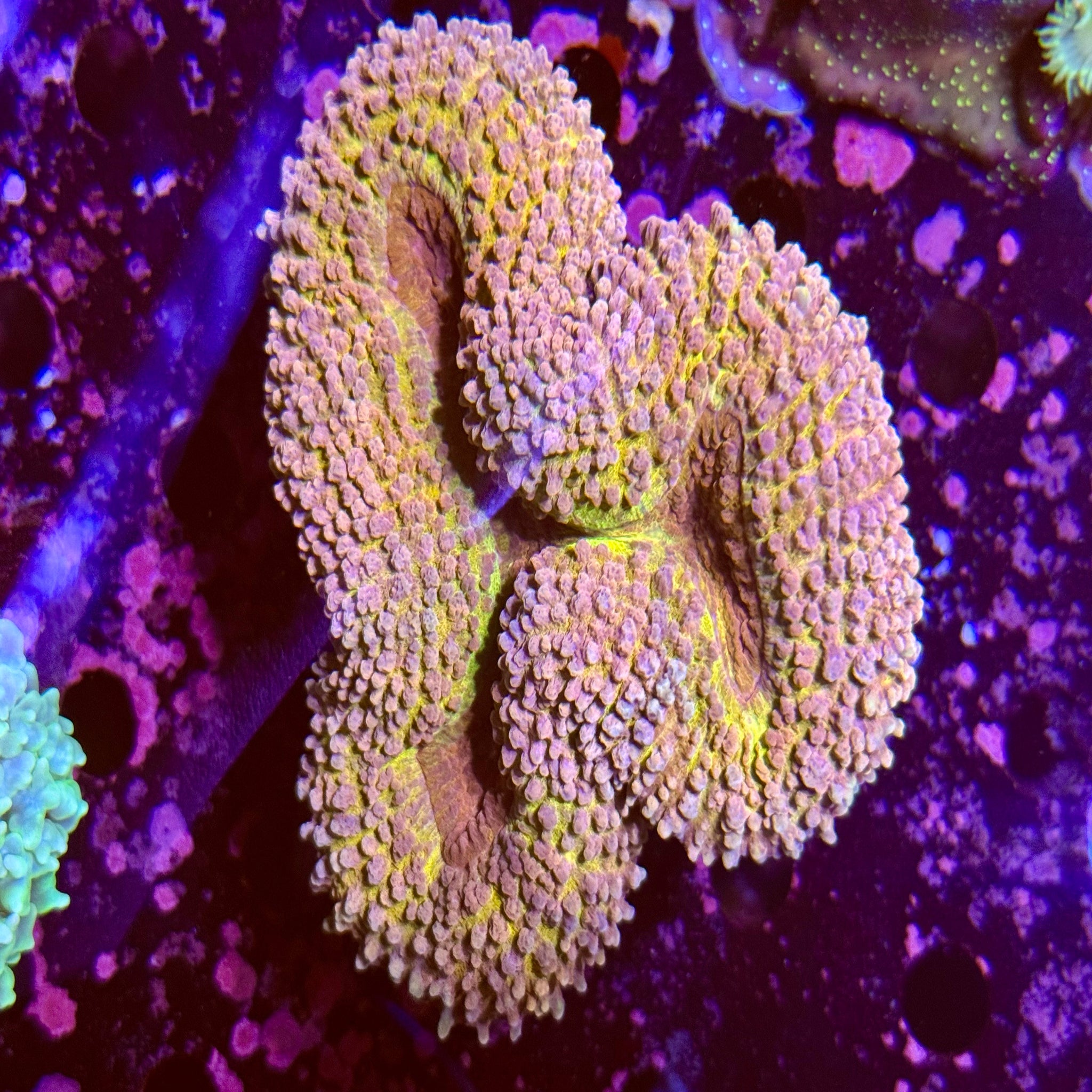 Gold Dust Lobophyllia