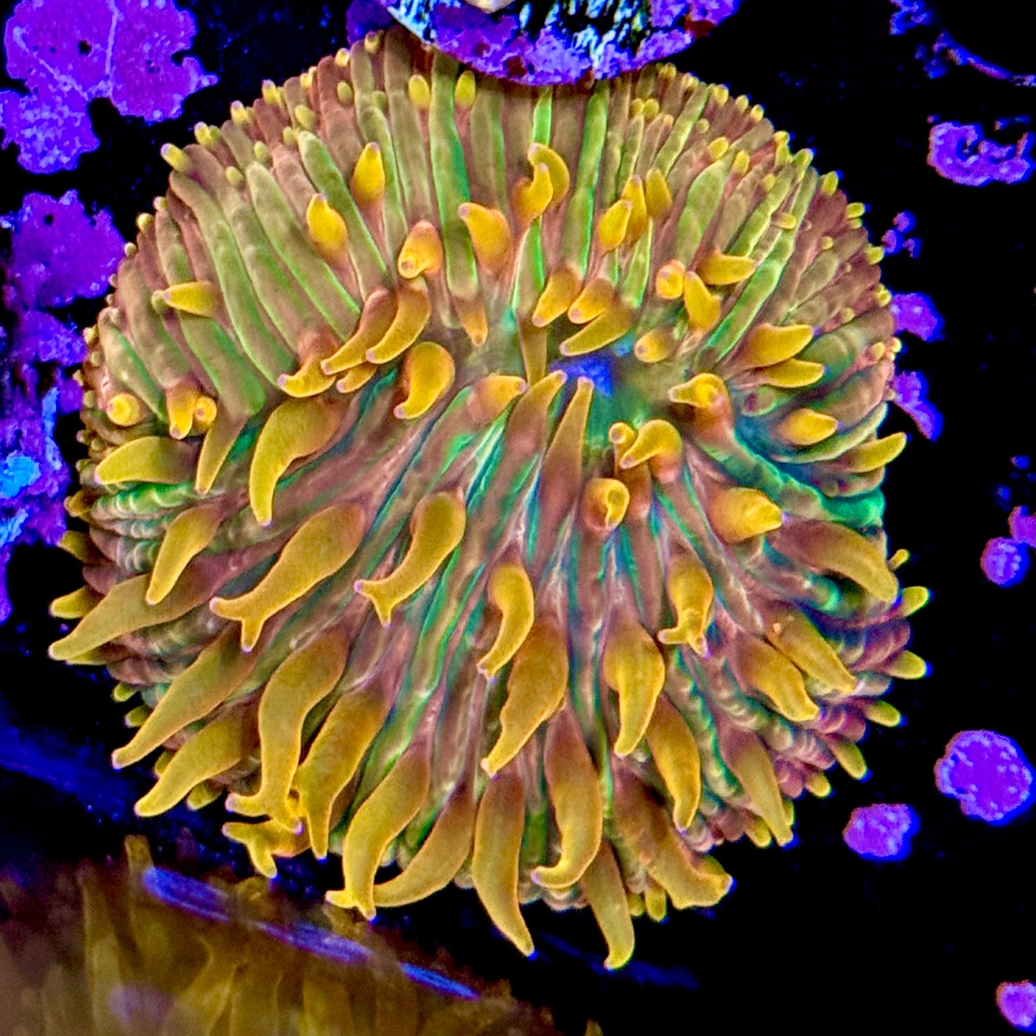 Apple Bomb Lithophyllian