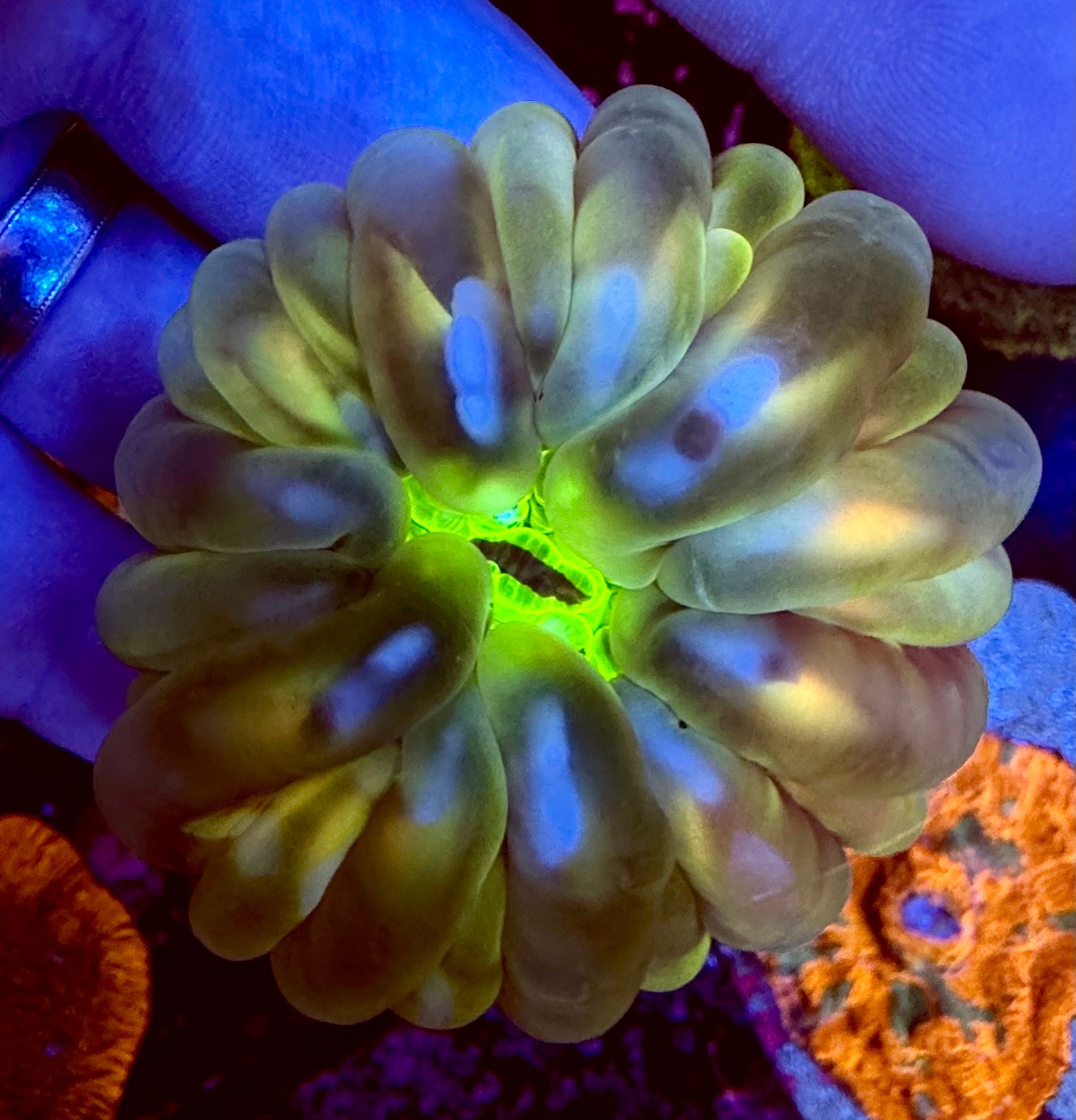 Yellow/Lime Cynarina