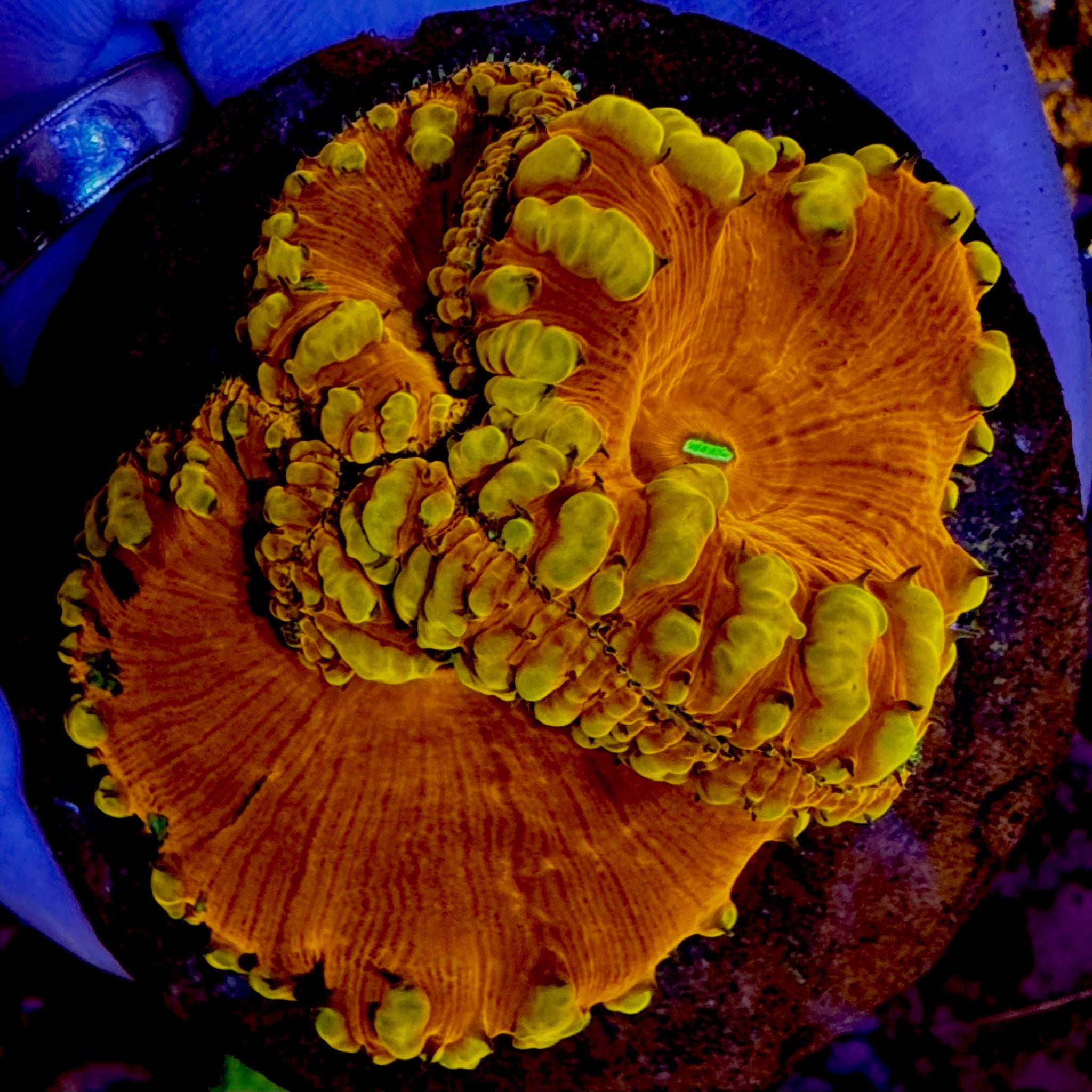 Golden Inferno Wellsi Colony