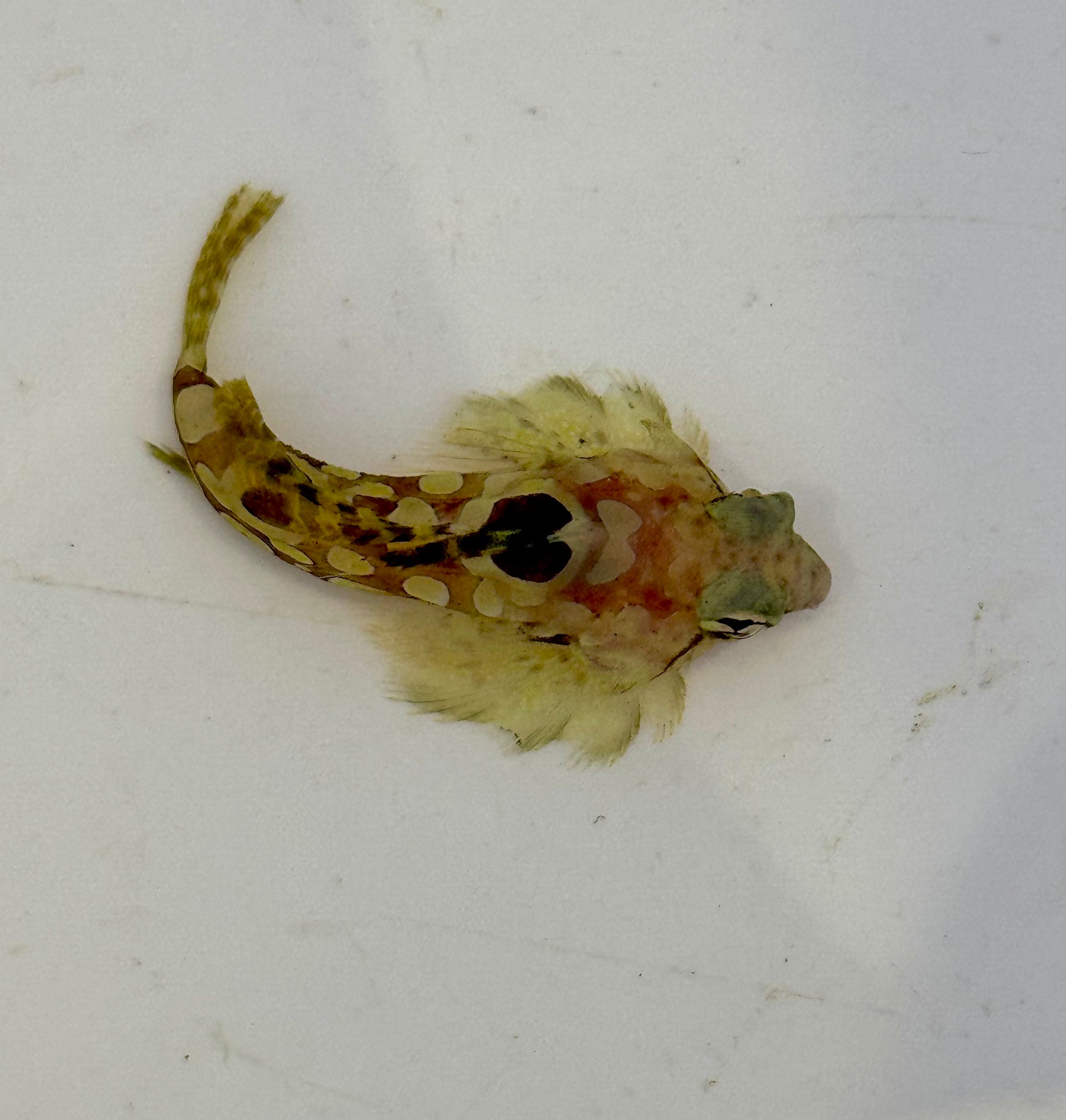 Circle Scooter- Synchripous Circularis