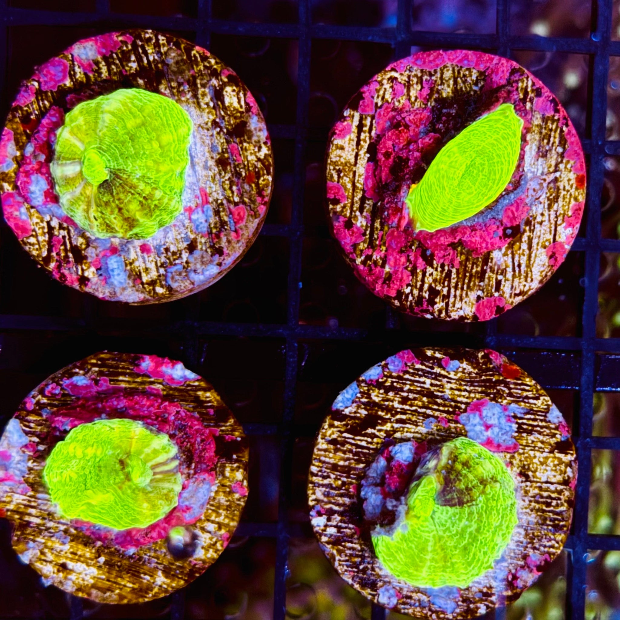 Green Scolymia Australis