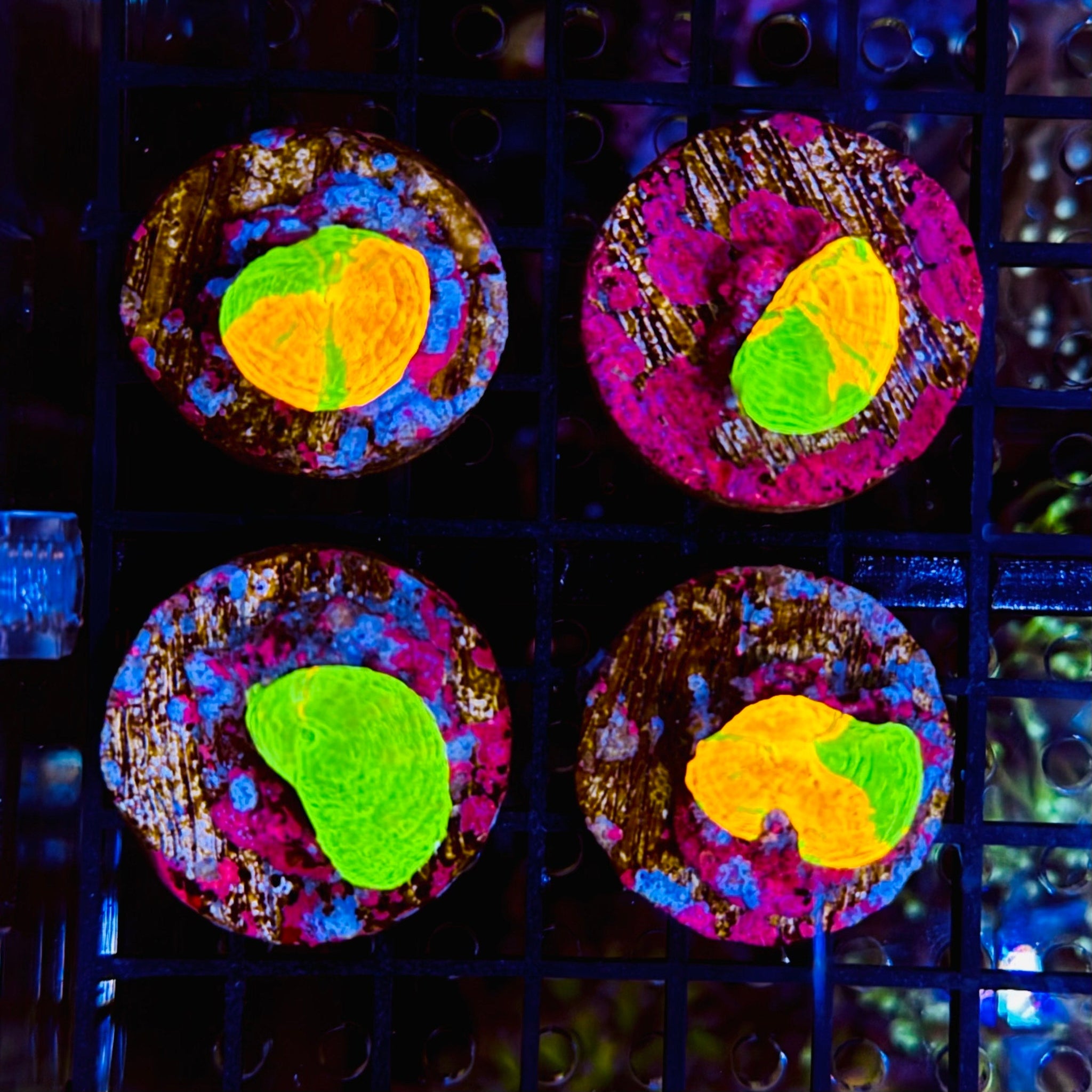 Cultrured Bleeding Apple Scolymia Australis