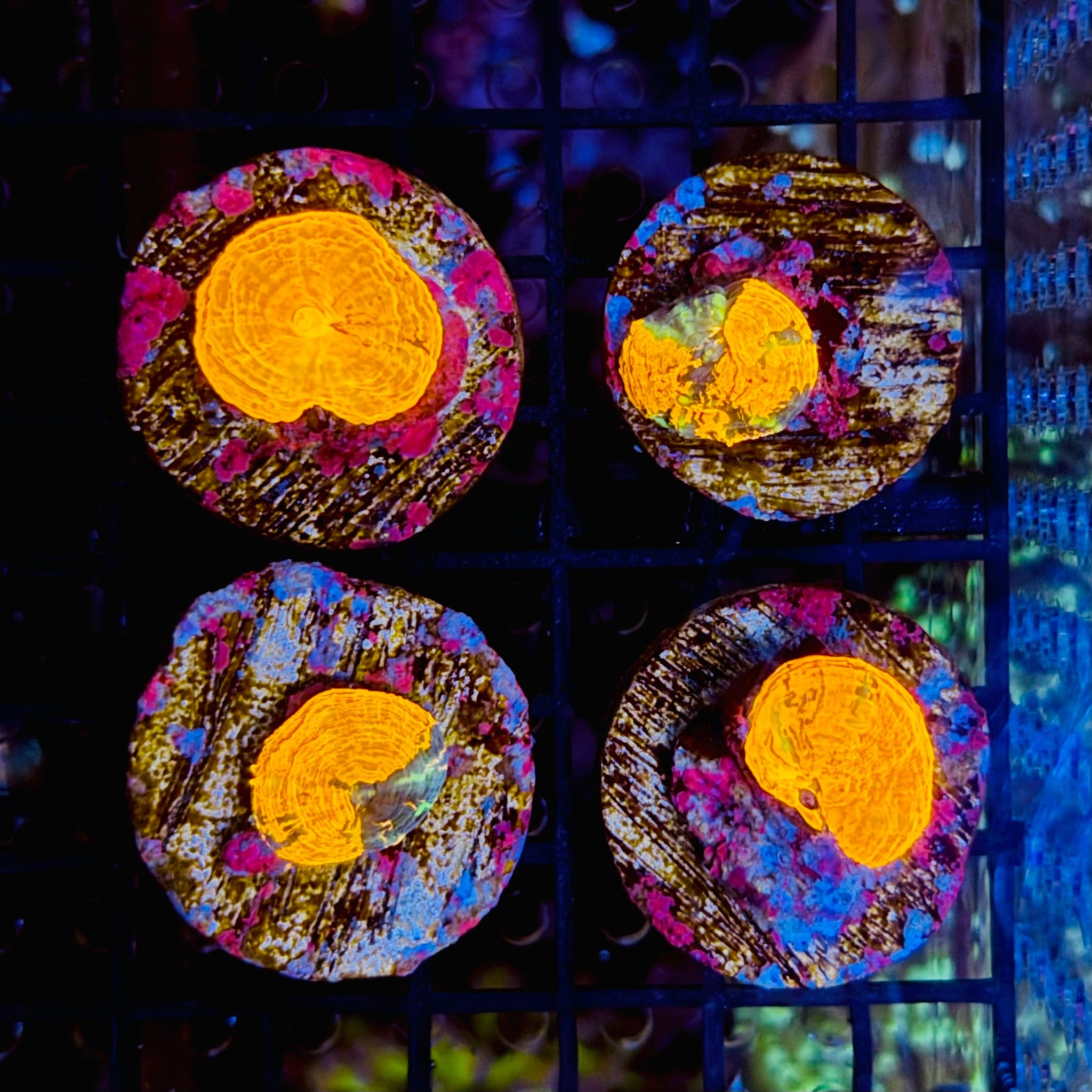 Cultured War Paint Scolymia Australis