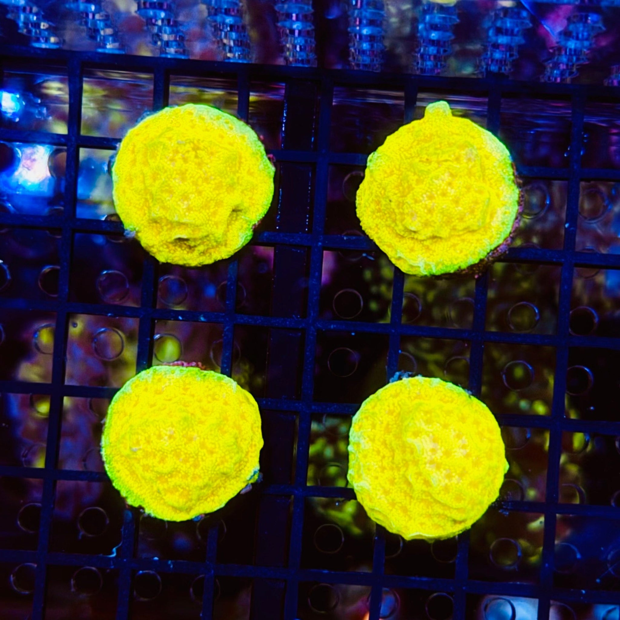 Lemon & Lime Psammacora Frag. - Aqua Group