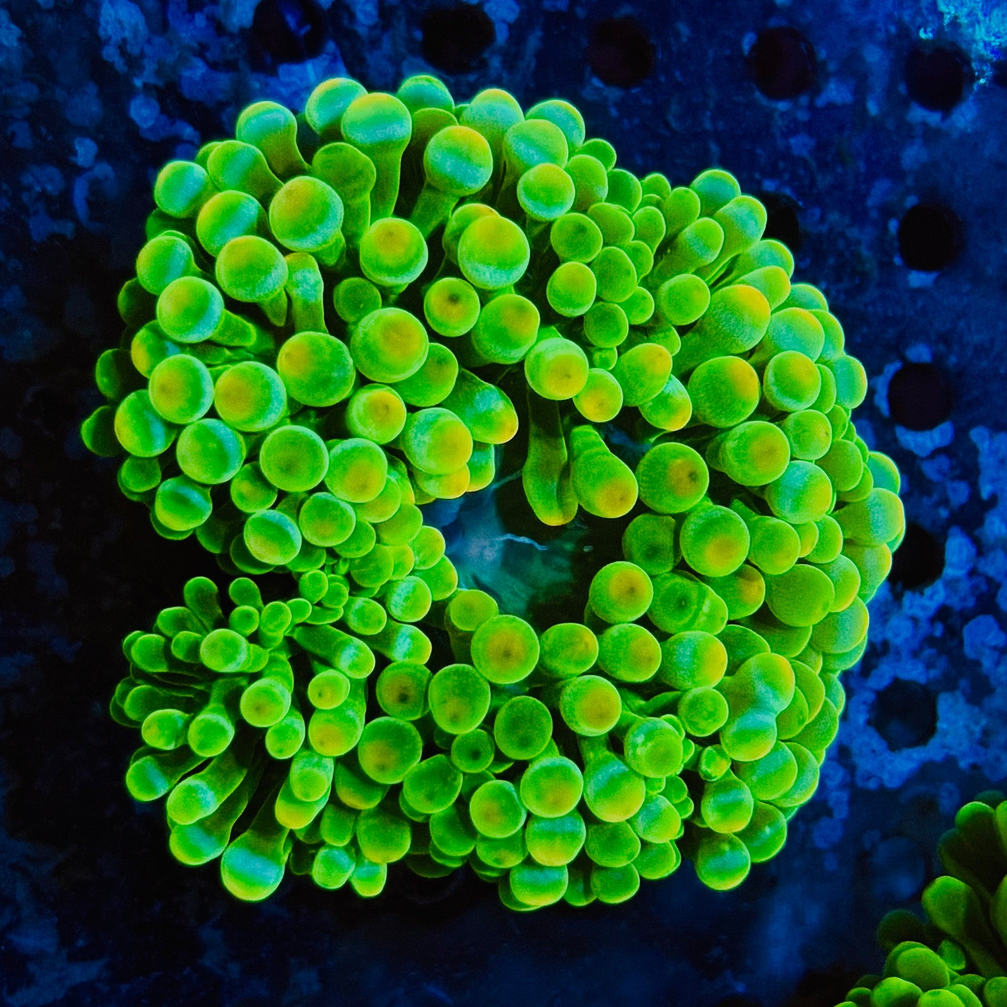 Fibre Optic Bubble Tip Anemone