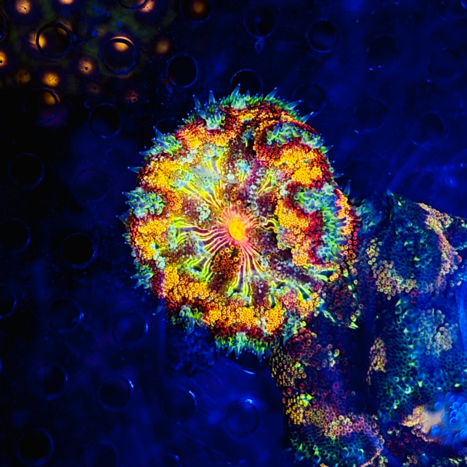 AAA Grade Rainbow Mini Maxi Anemone