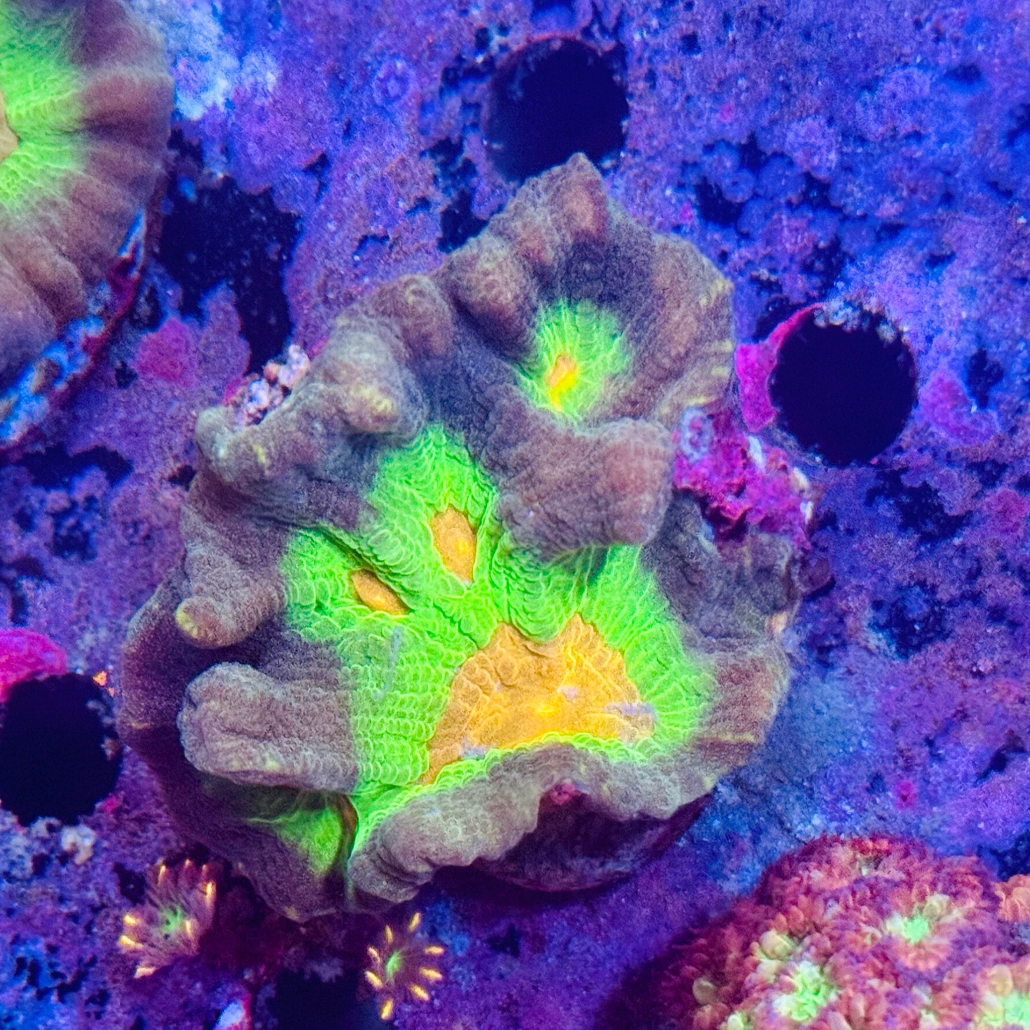Pectinia rainbow Frag - Aqua Group