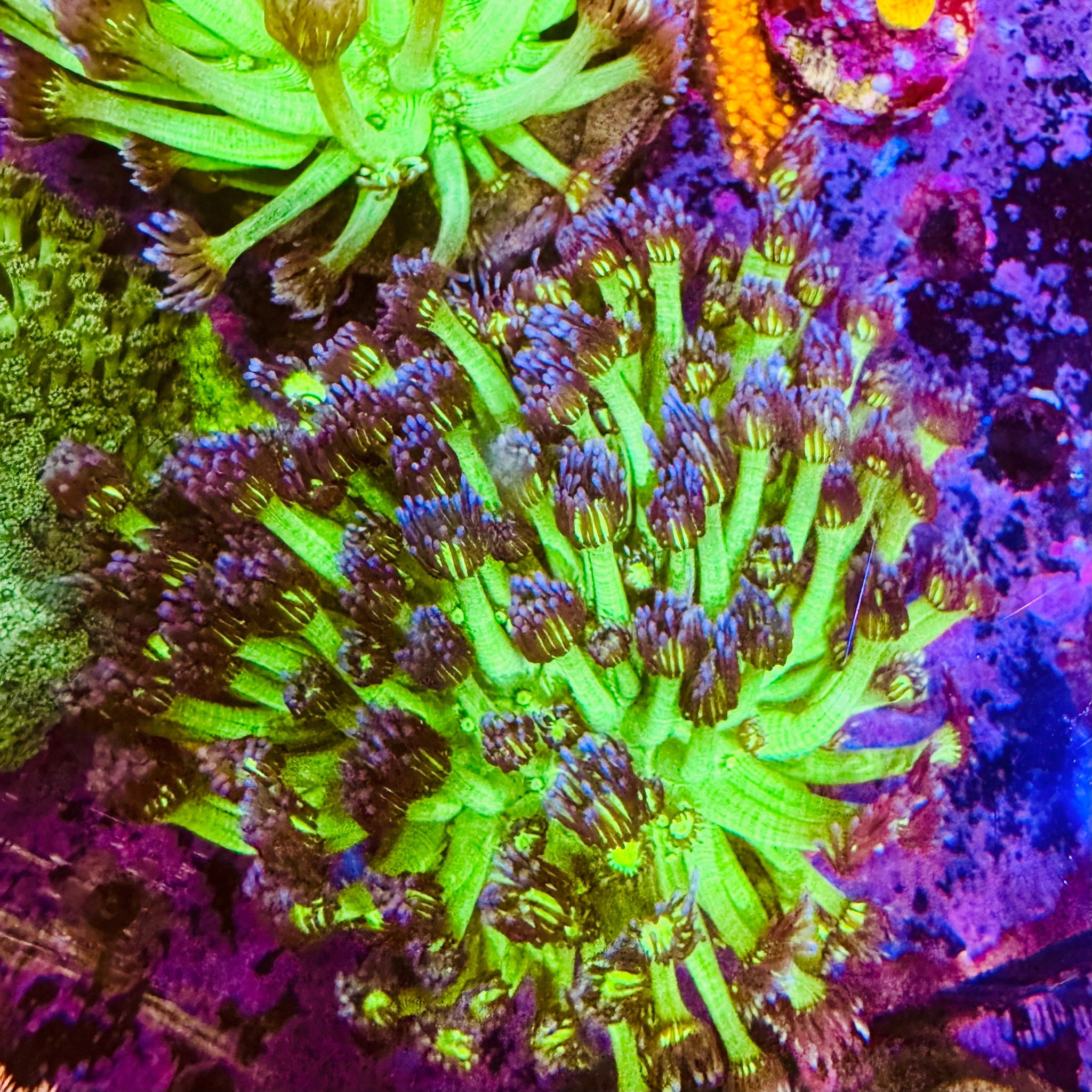 Grinch Glitter Bomb Goniopora