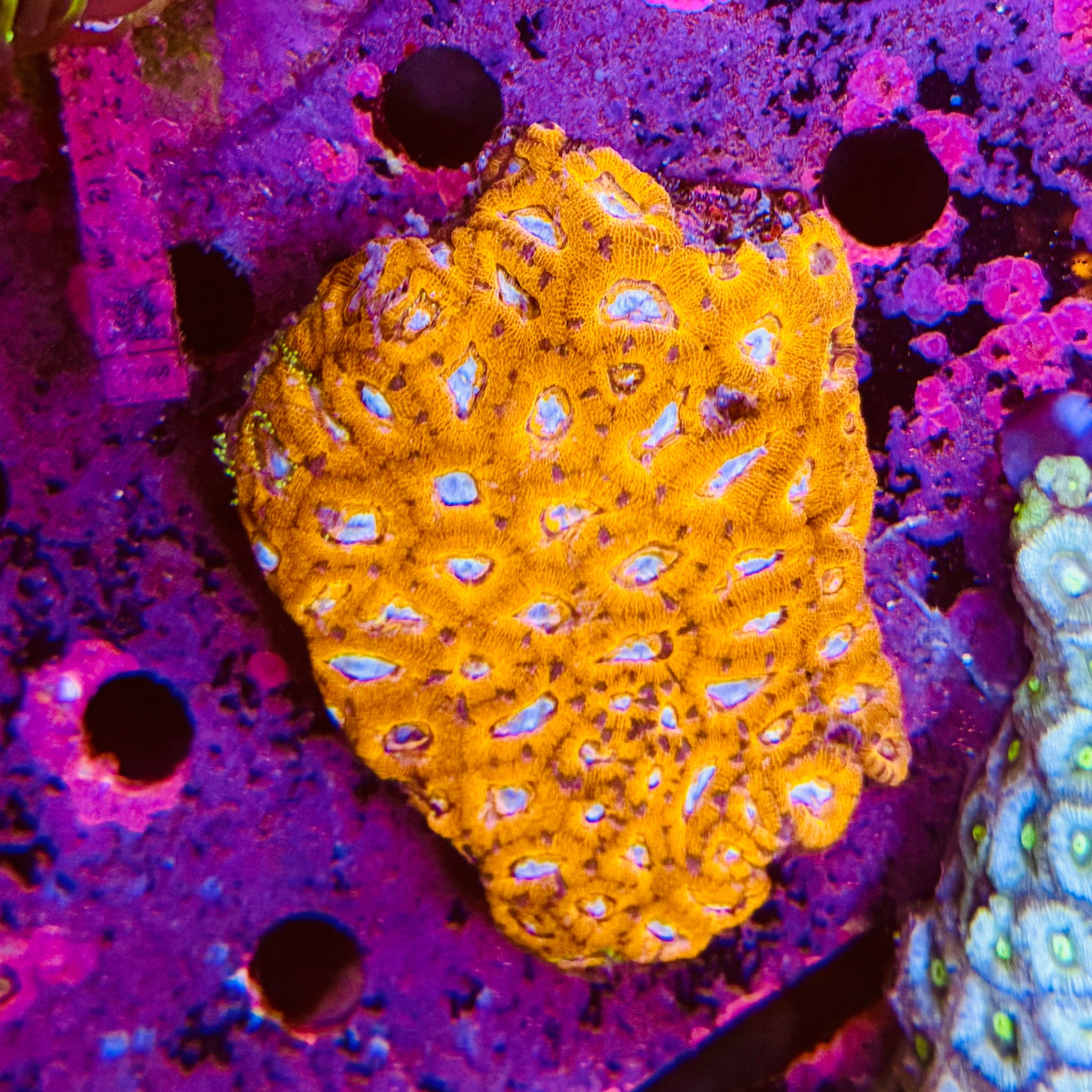 Red Micromoussa Acanthastrea Colony