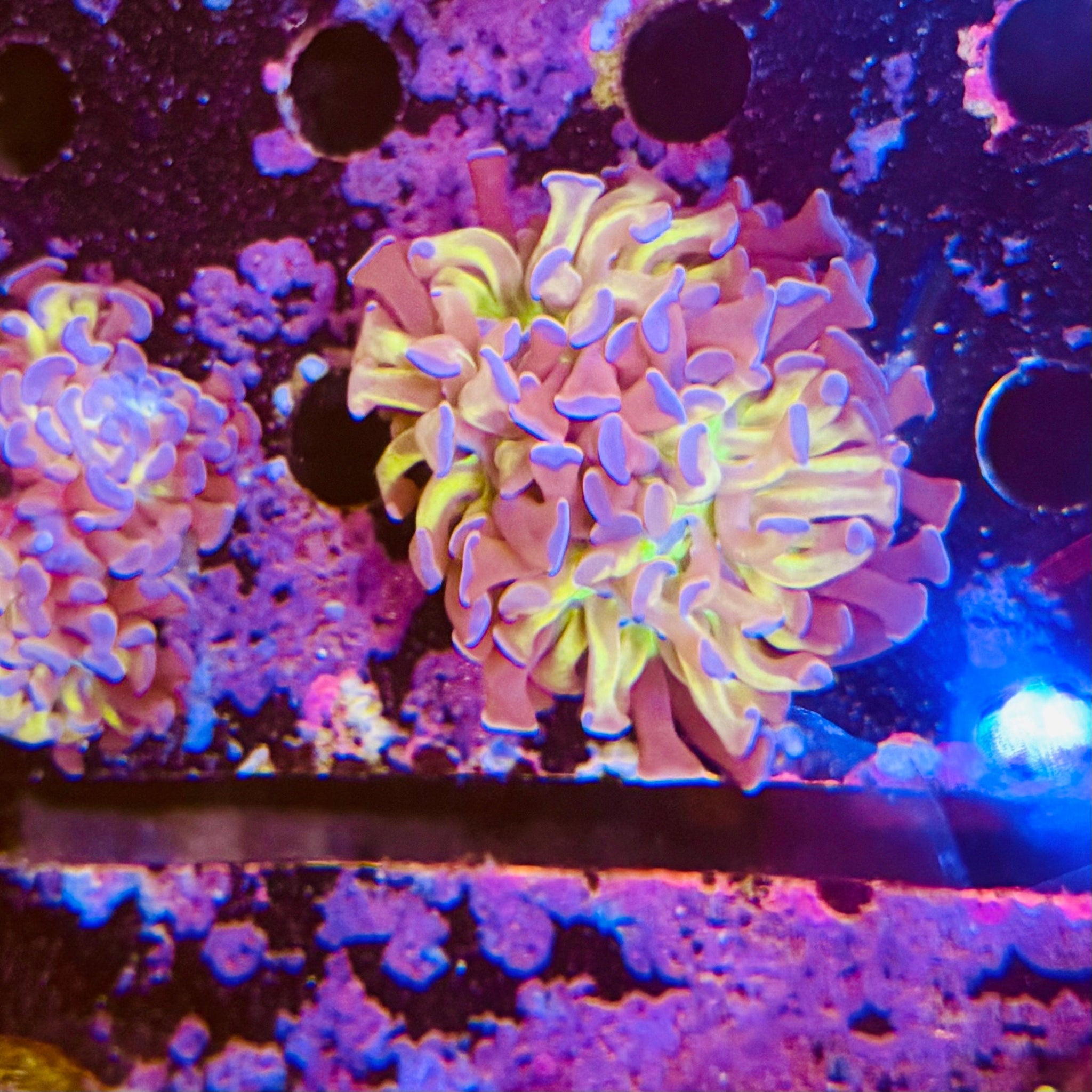 Gold Stem Branching Hammer (1polyp) - Aqua Group