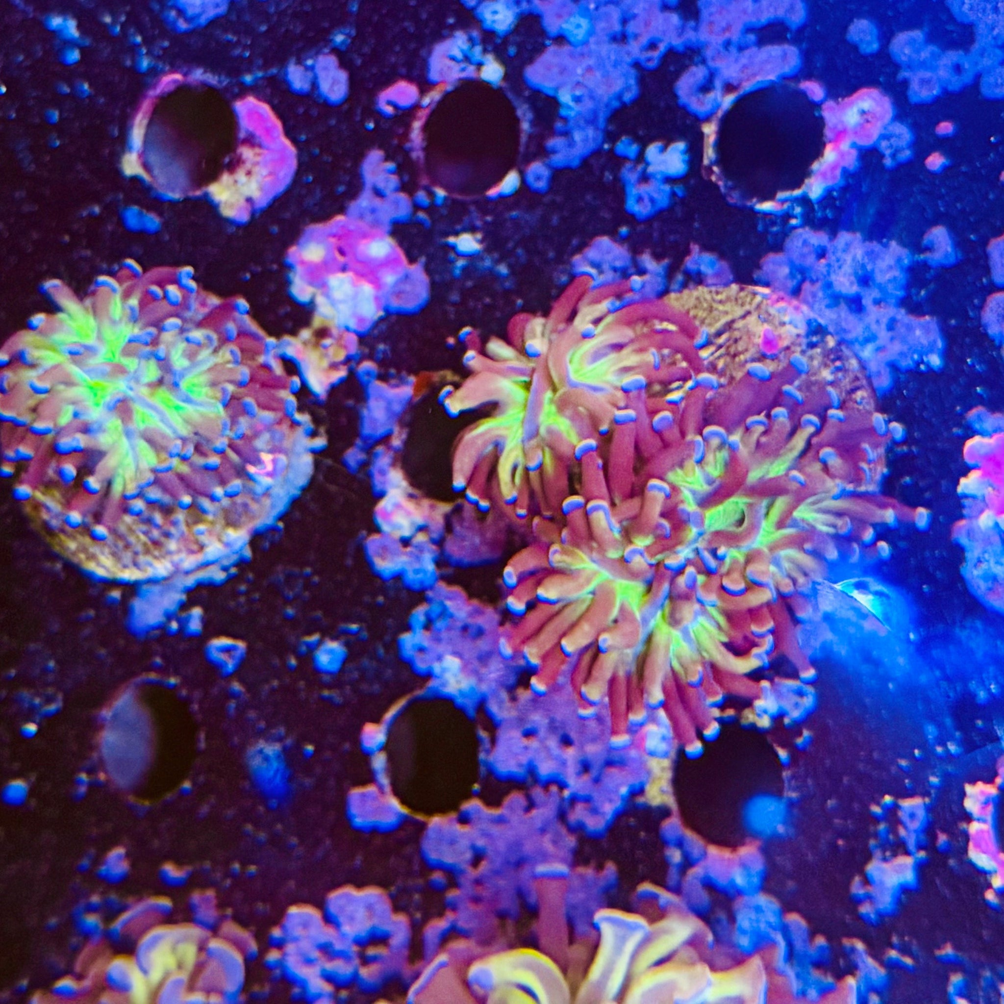 Dark Reverse Hammer (1 polyp) - Aqua Group