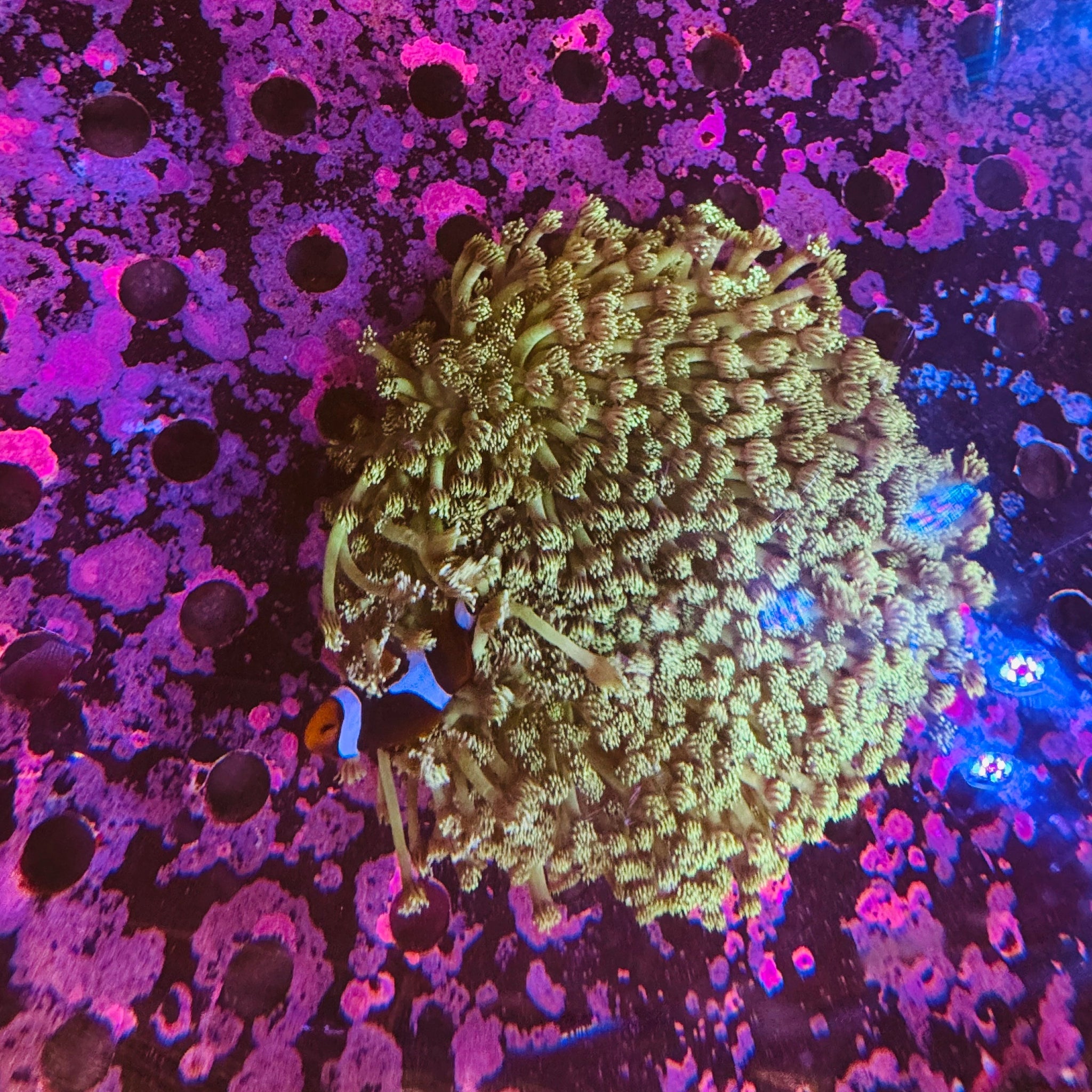 Goniopora Colundrum Colony