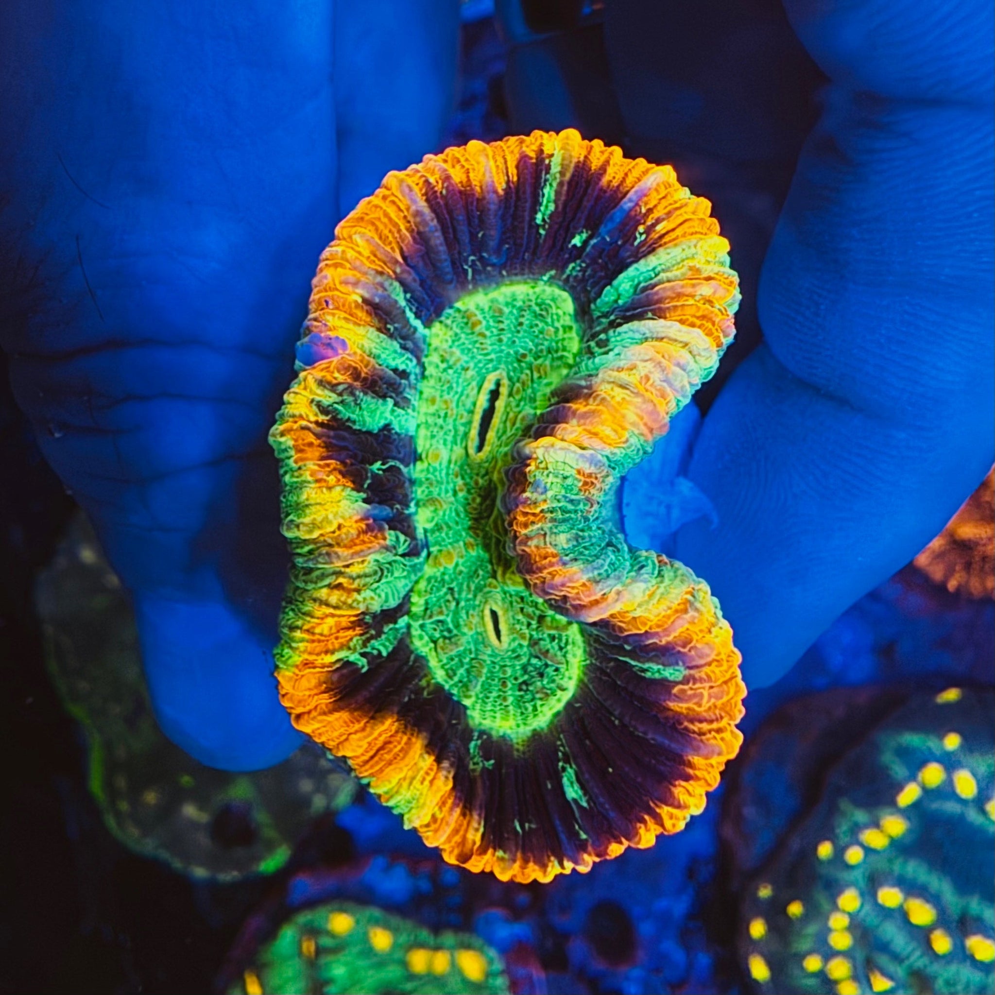 Rainbow Trachyphyllia - #4