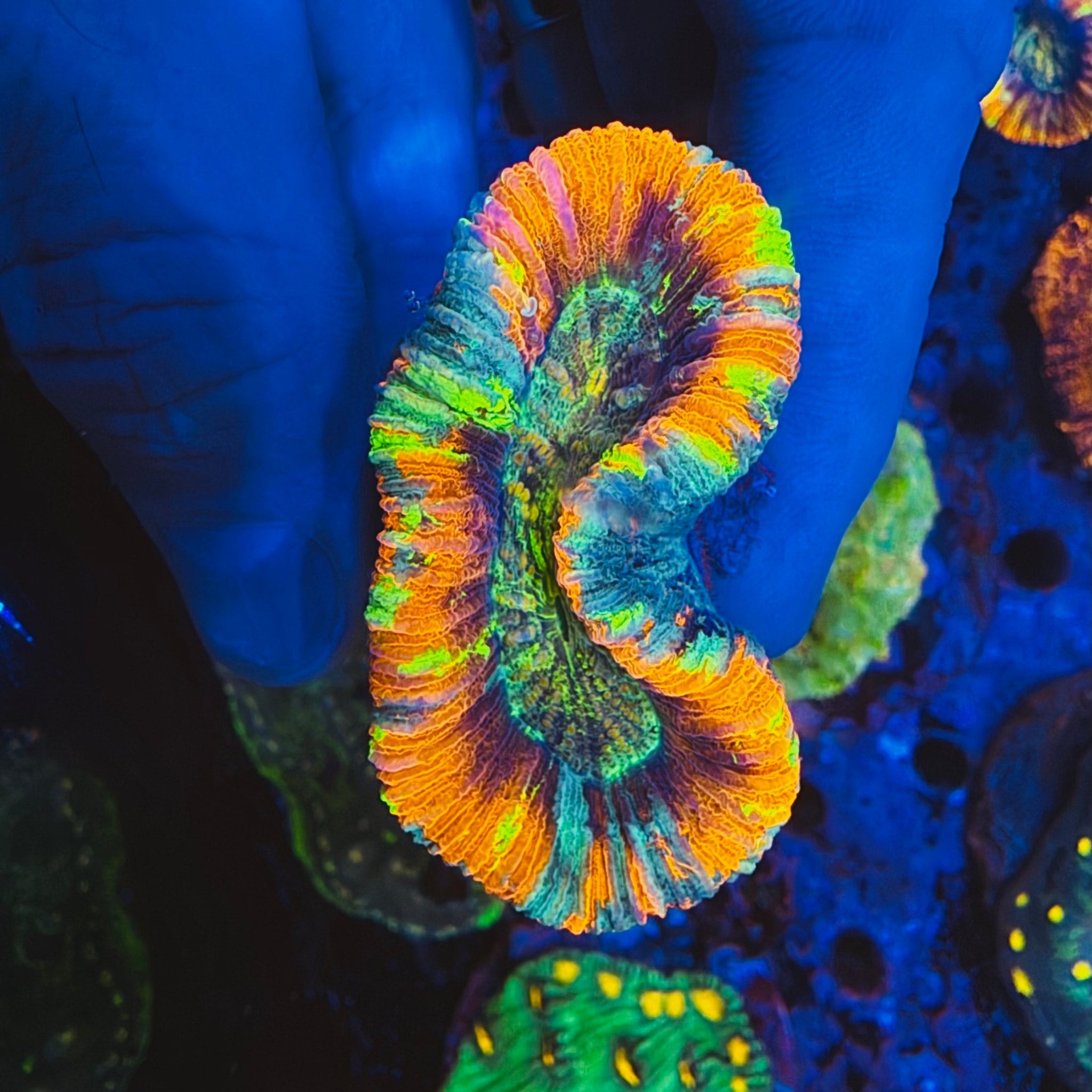 Rainbow Trachyphyllia - #1