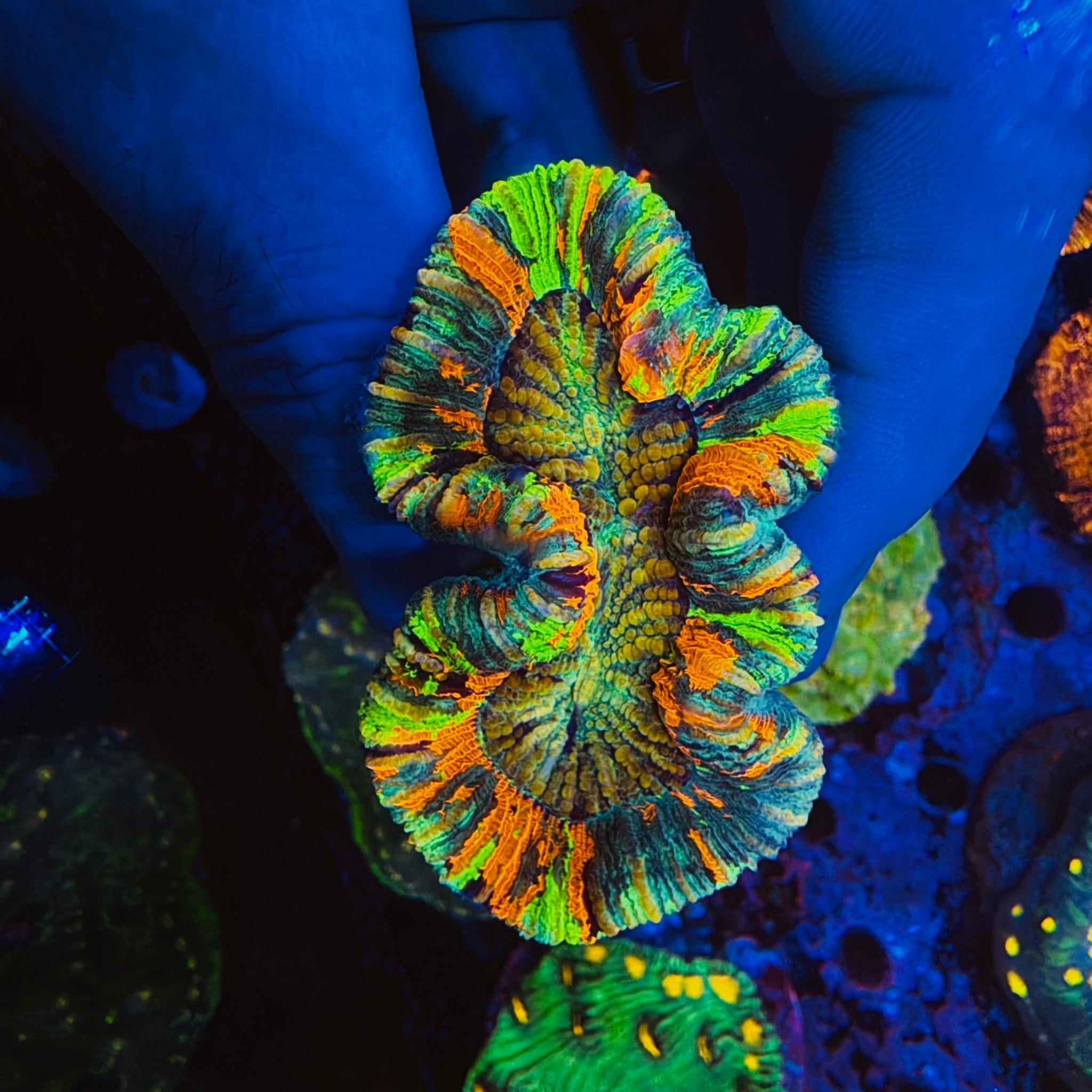 Rainbow Trachyphyllia - #18