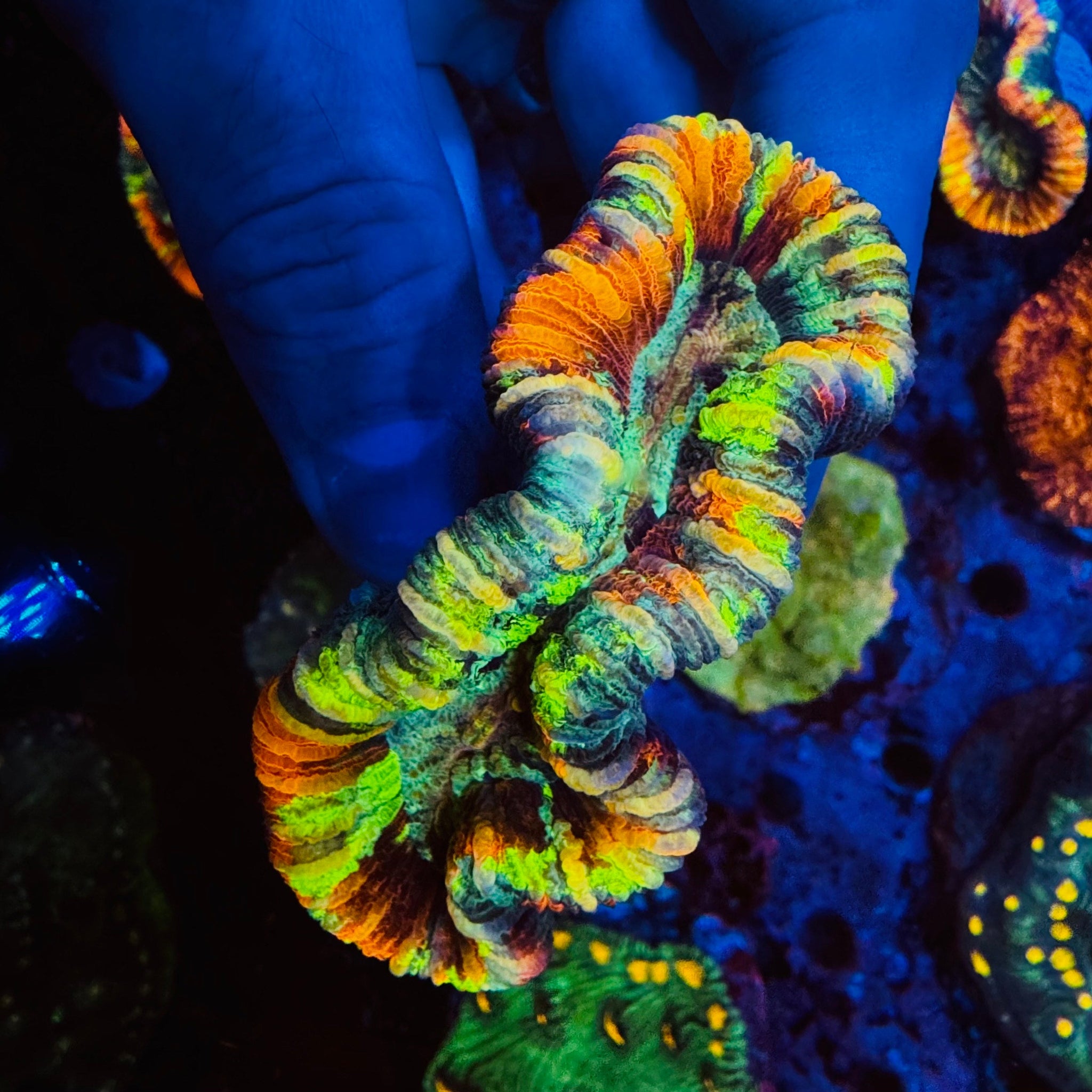 Rainbow Trachyphyllia - #14