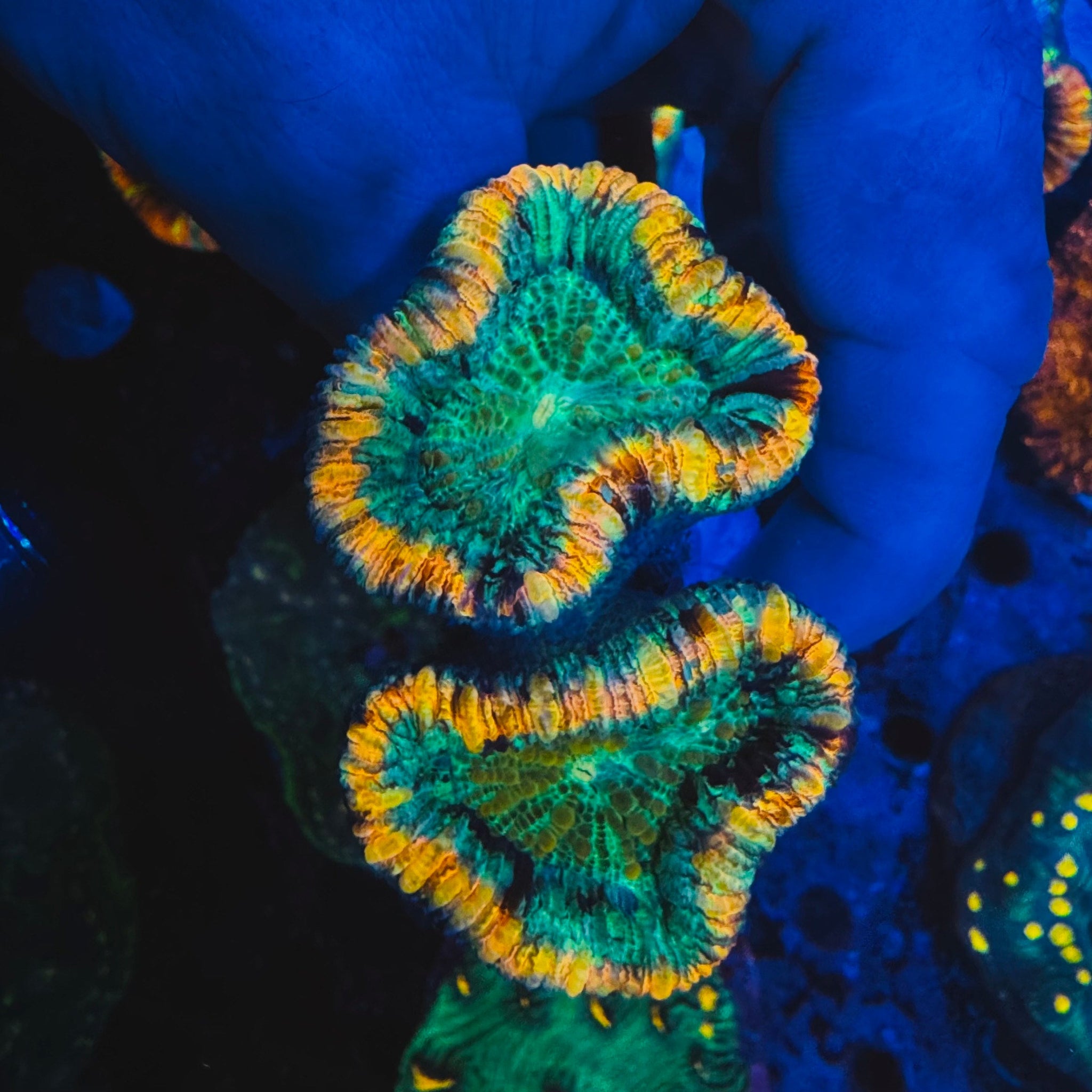 Double Head Rainbow Trachyphyllia - #12