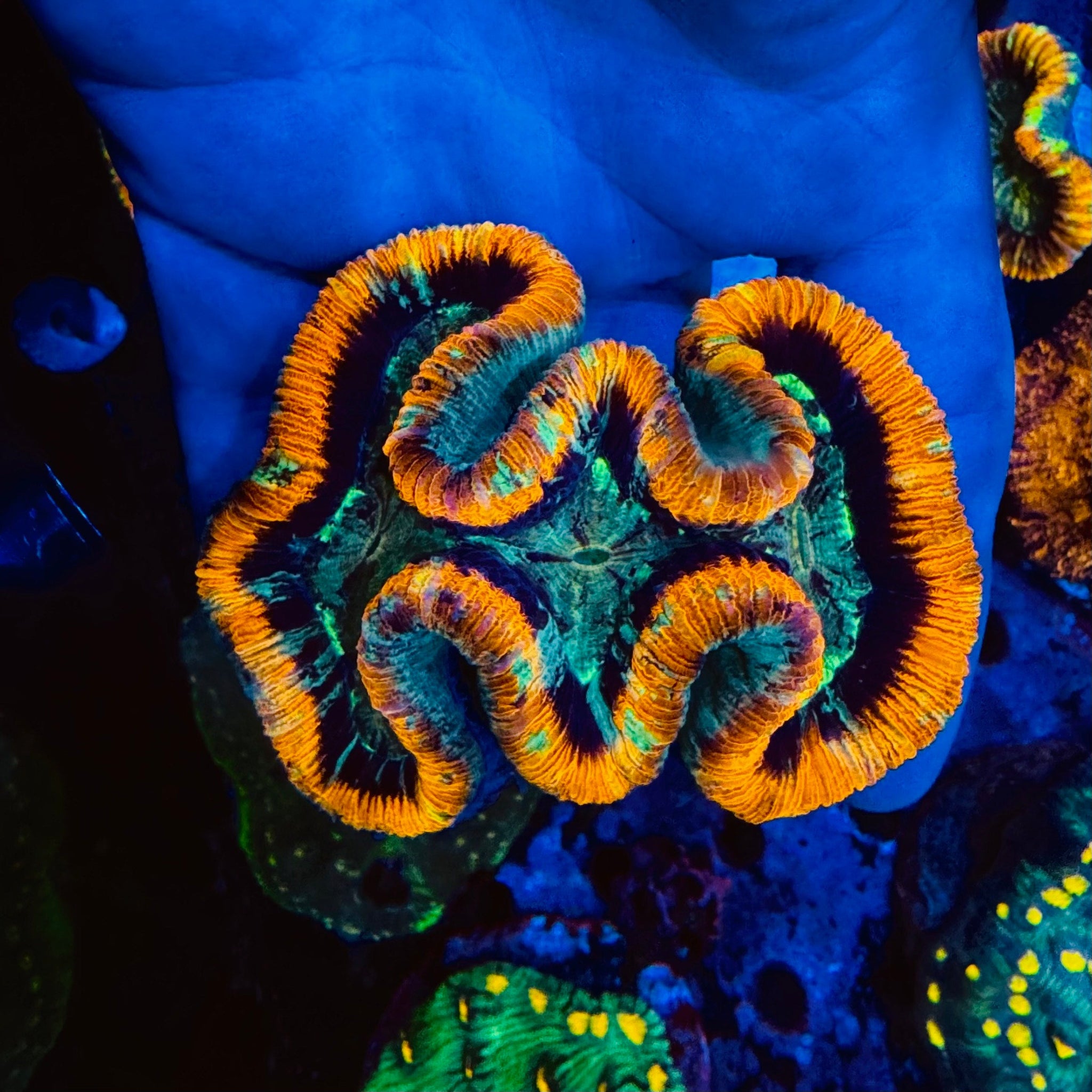 Red & Green Trachyphyllia - #9