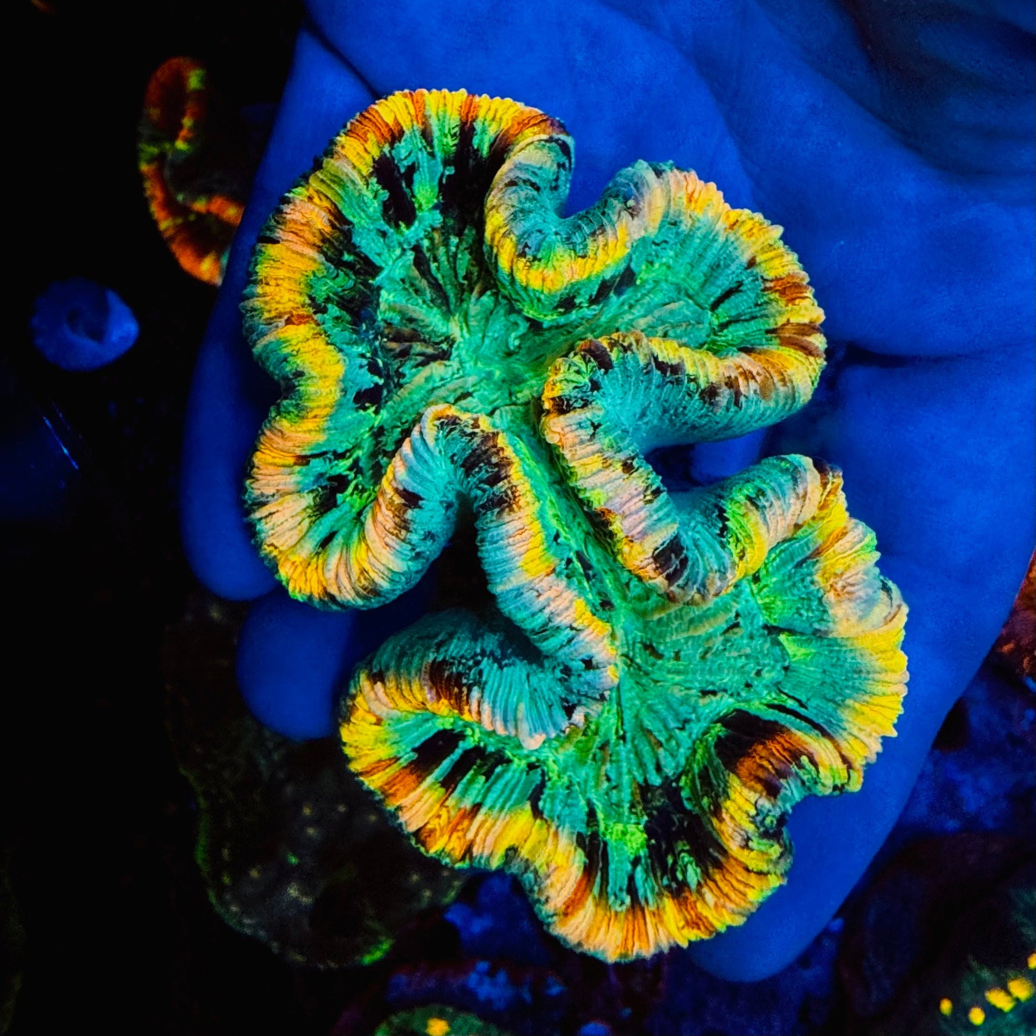 Rainbow Trachyphyllia - #15