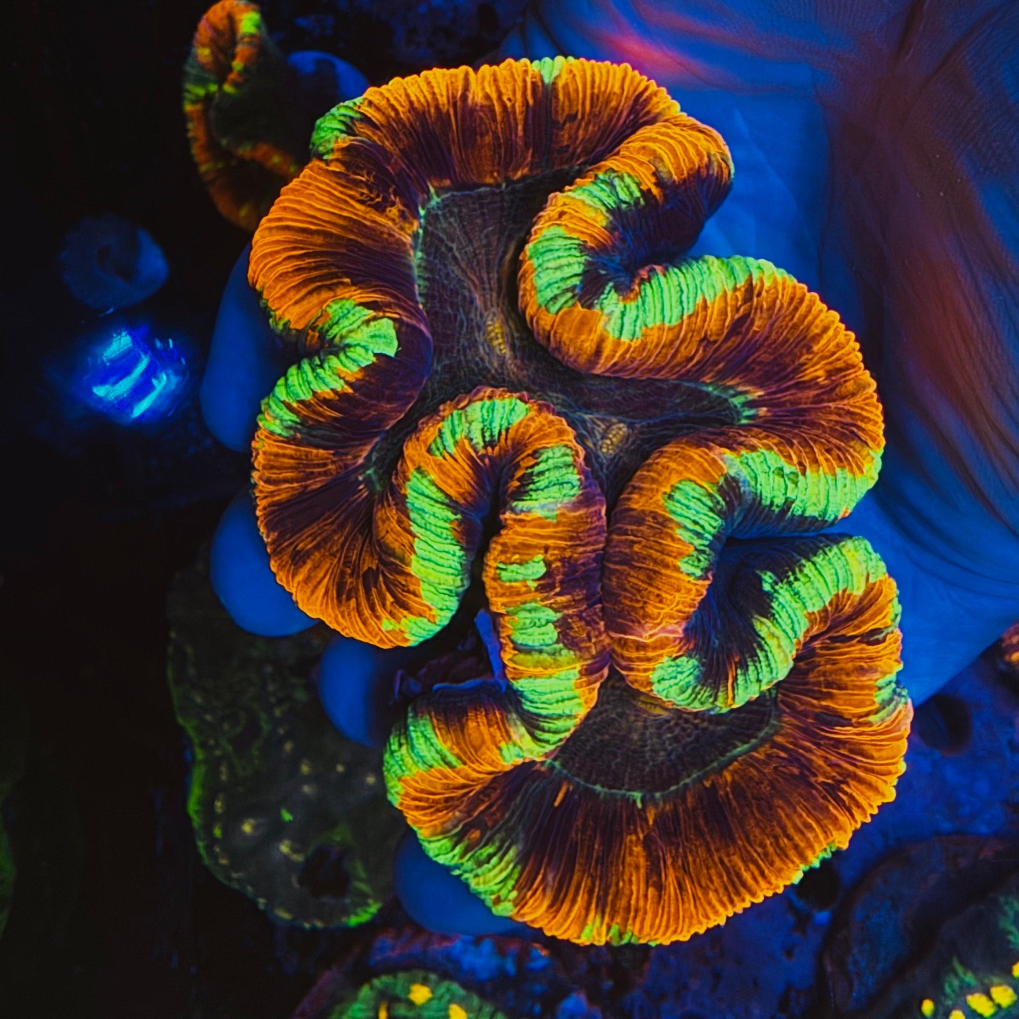 Red & Green Ring Trachyphyllia - #11