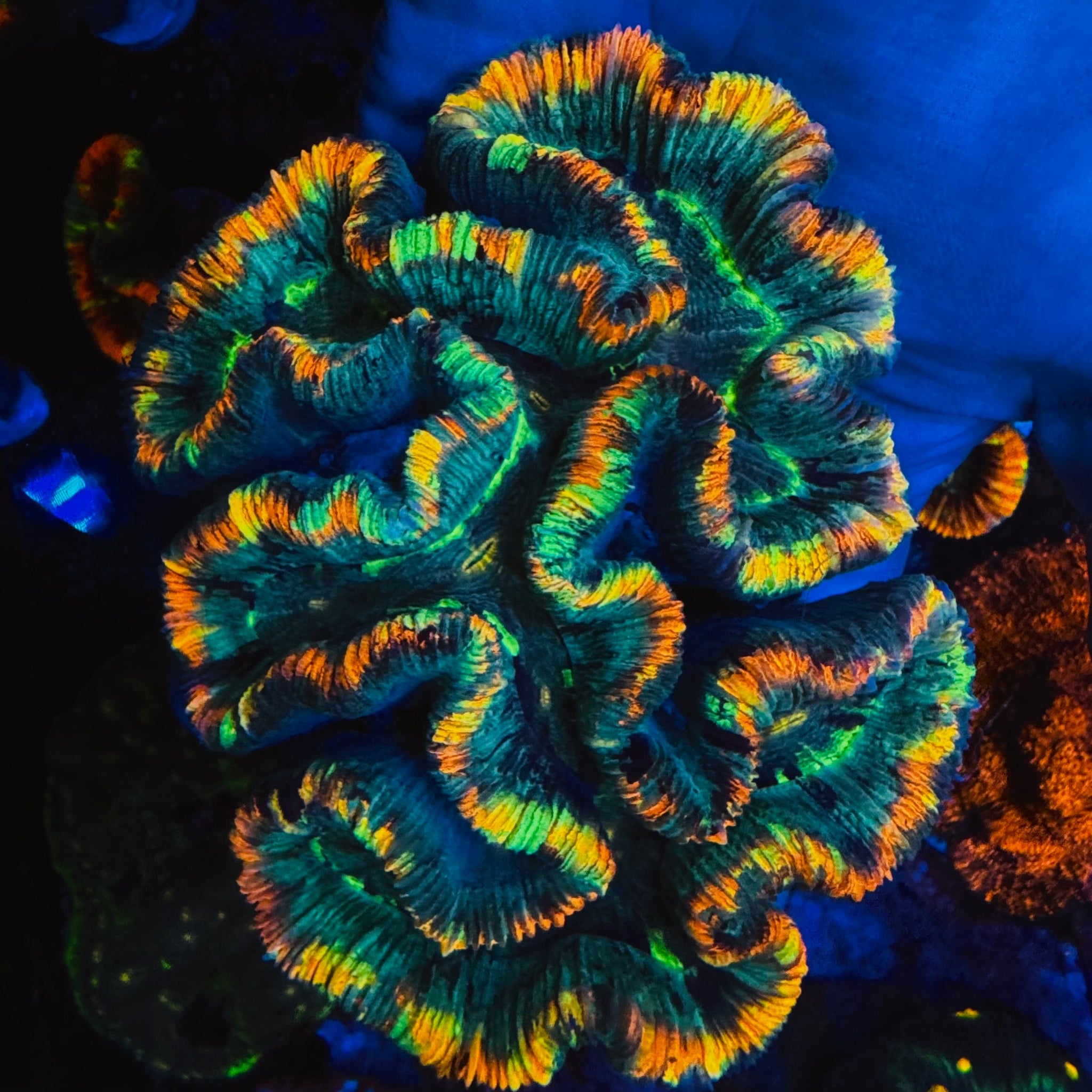 Pink Streak Rainbow Trachyphyllia - #7