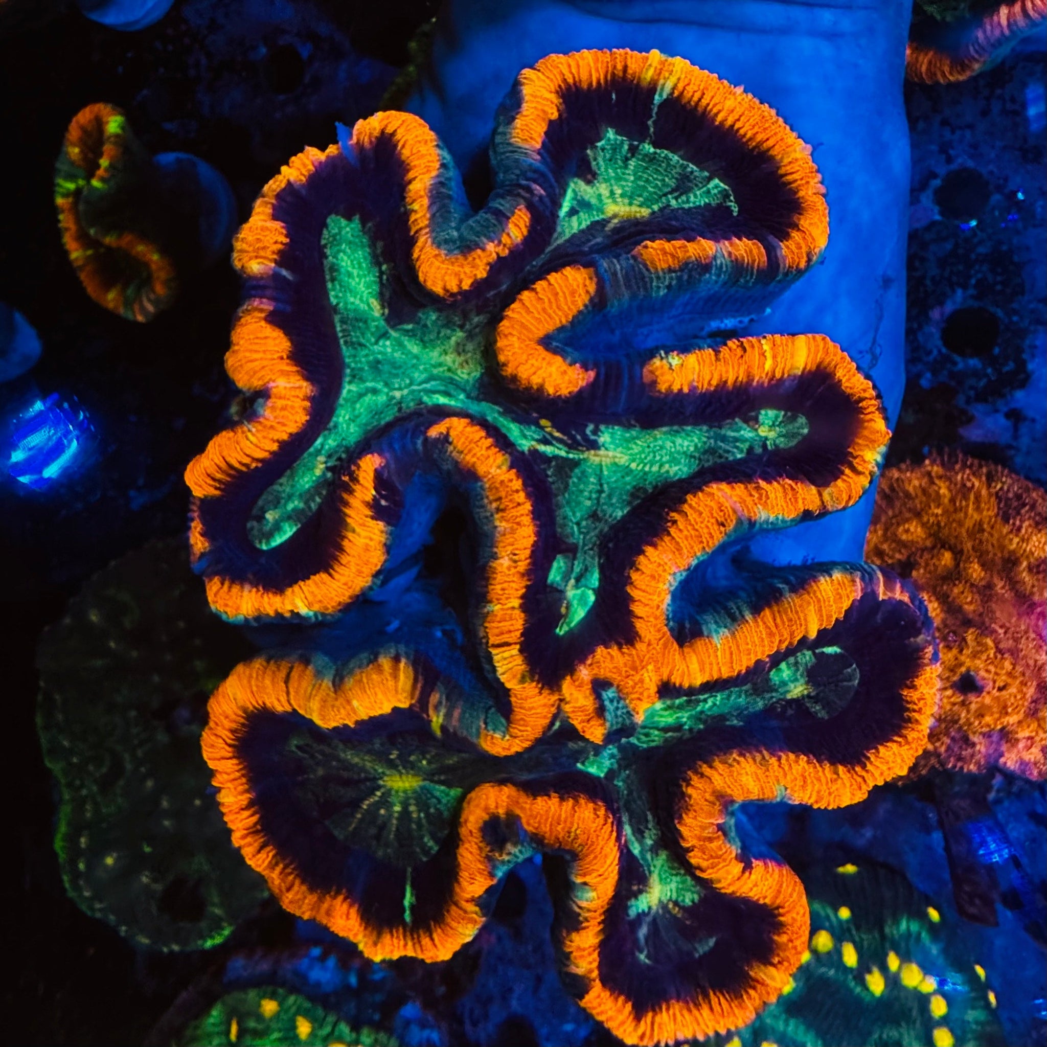 XXL Rainbow Trachyphyllia - #6