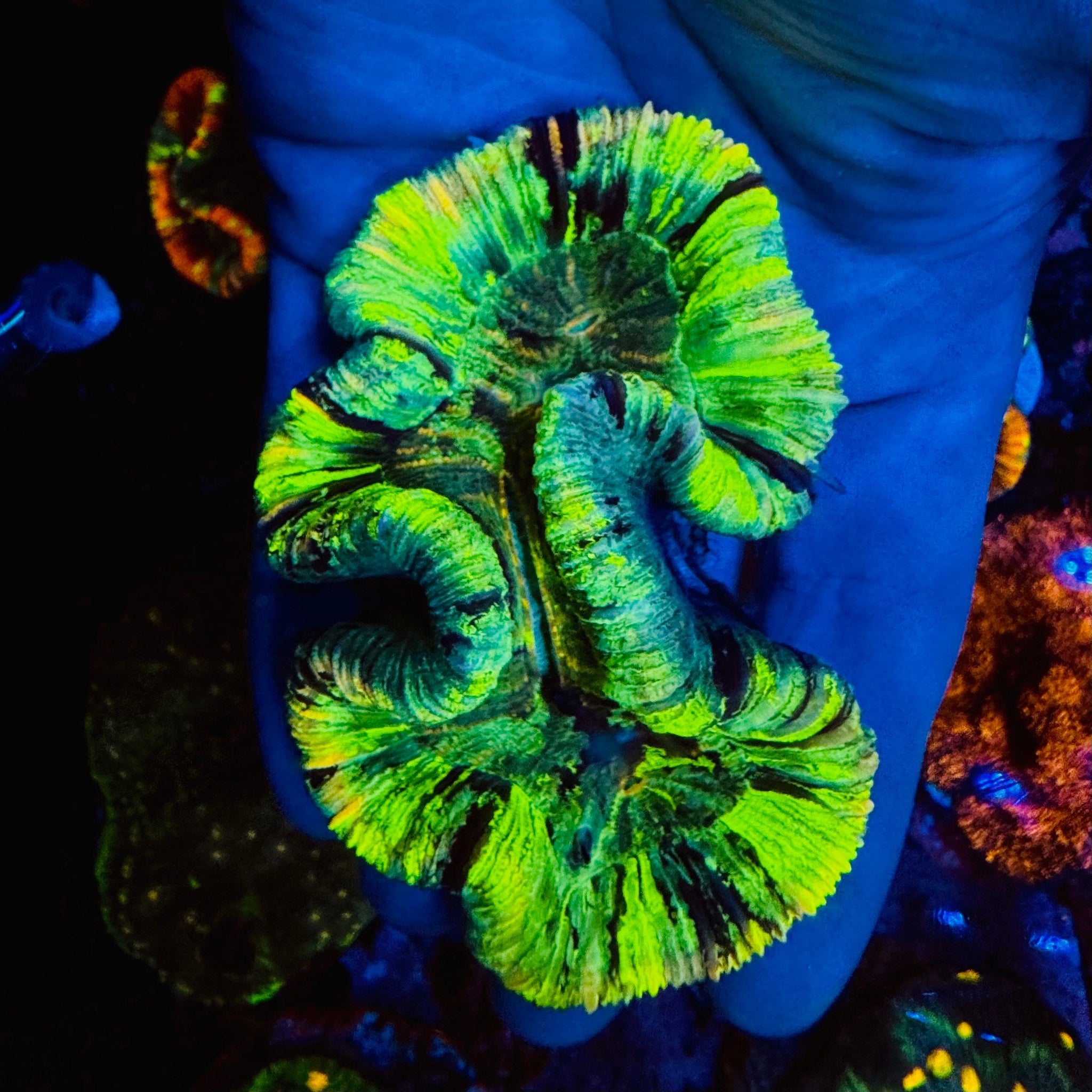 Rainbow Trachyphyllia - #19