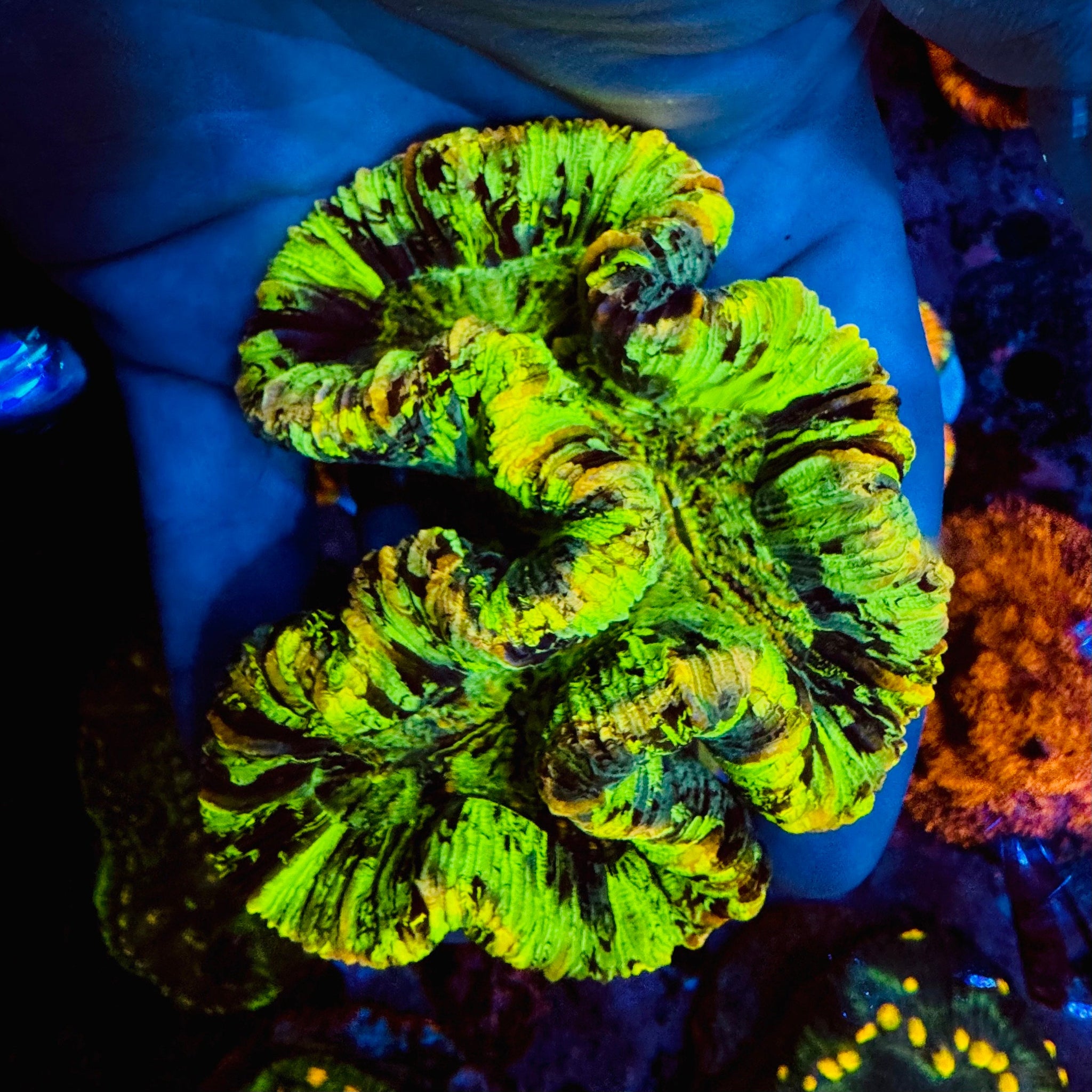 Warpaint Trachyphyllia - #16