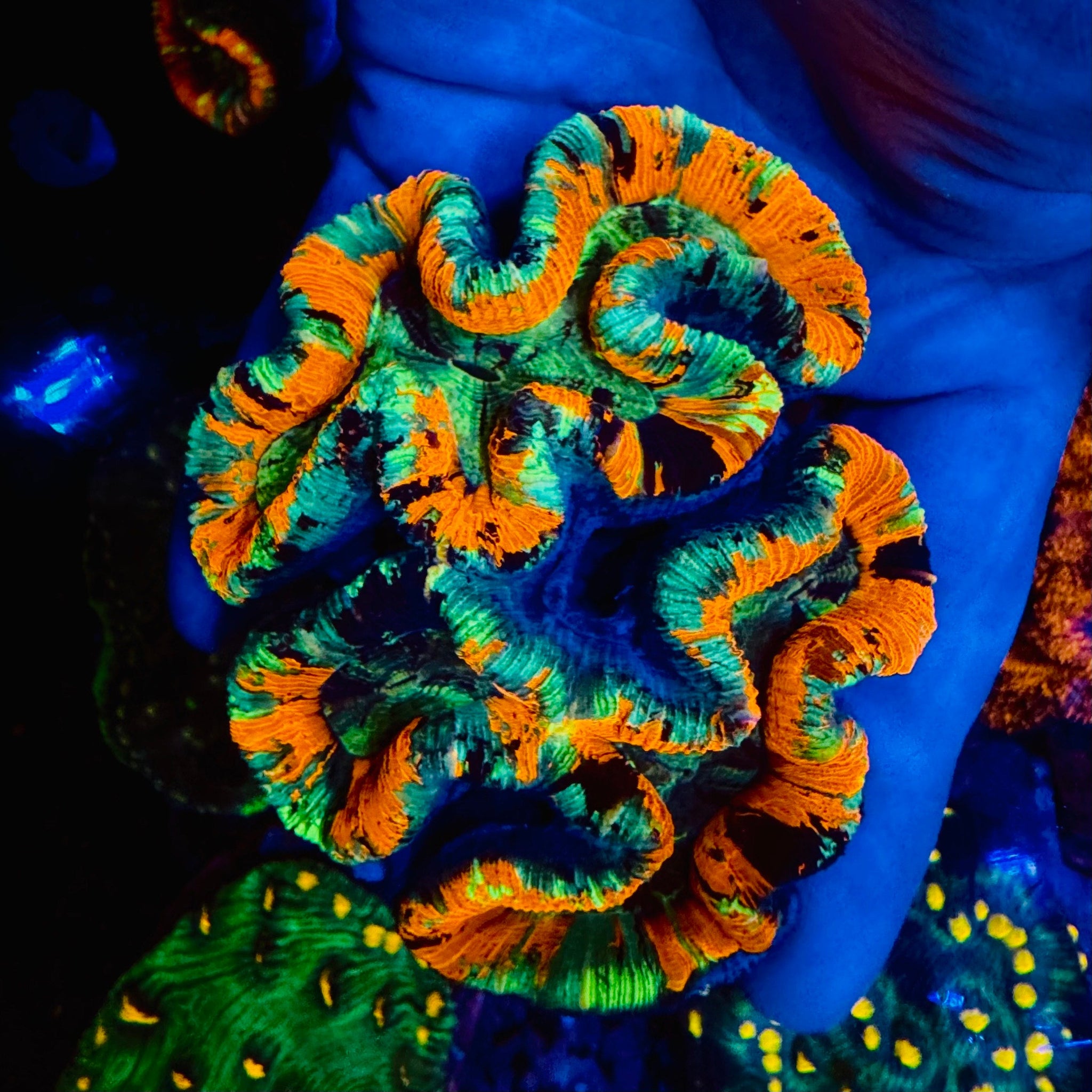 Black Stripe Rainbow Trachyphyllia - #8