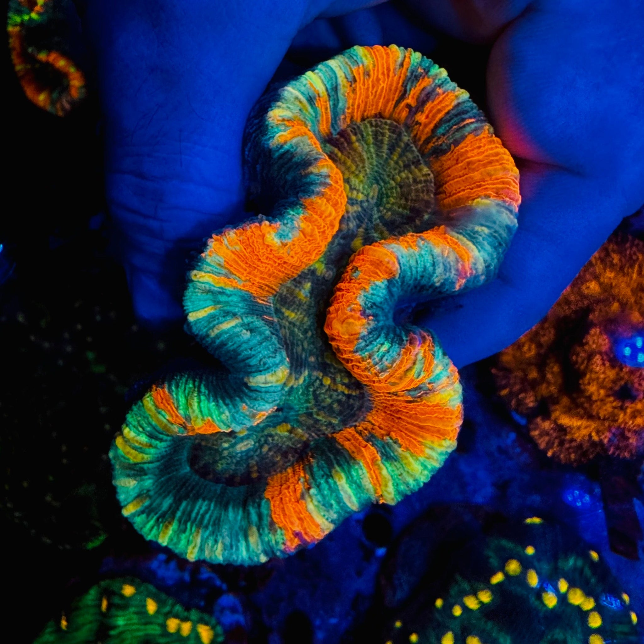 Blood Red & Green Trachyphyllia - #10