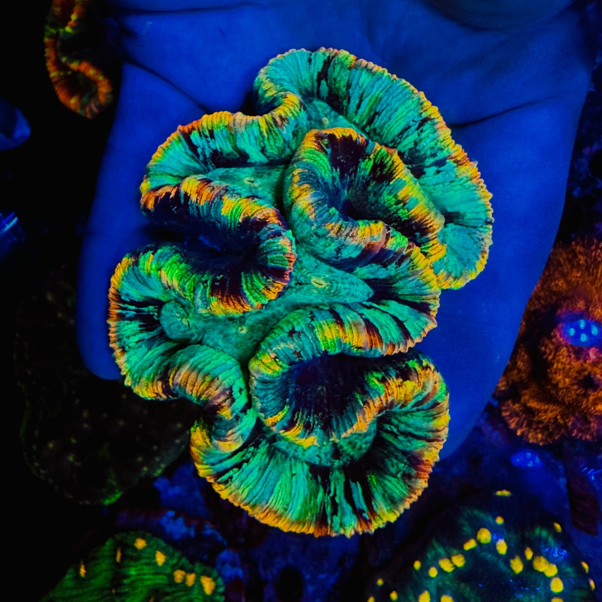 Rainbow Trachyphyllia - #13
