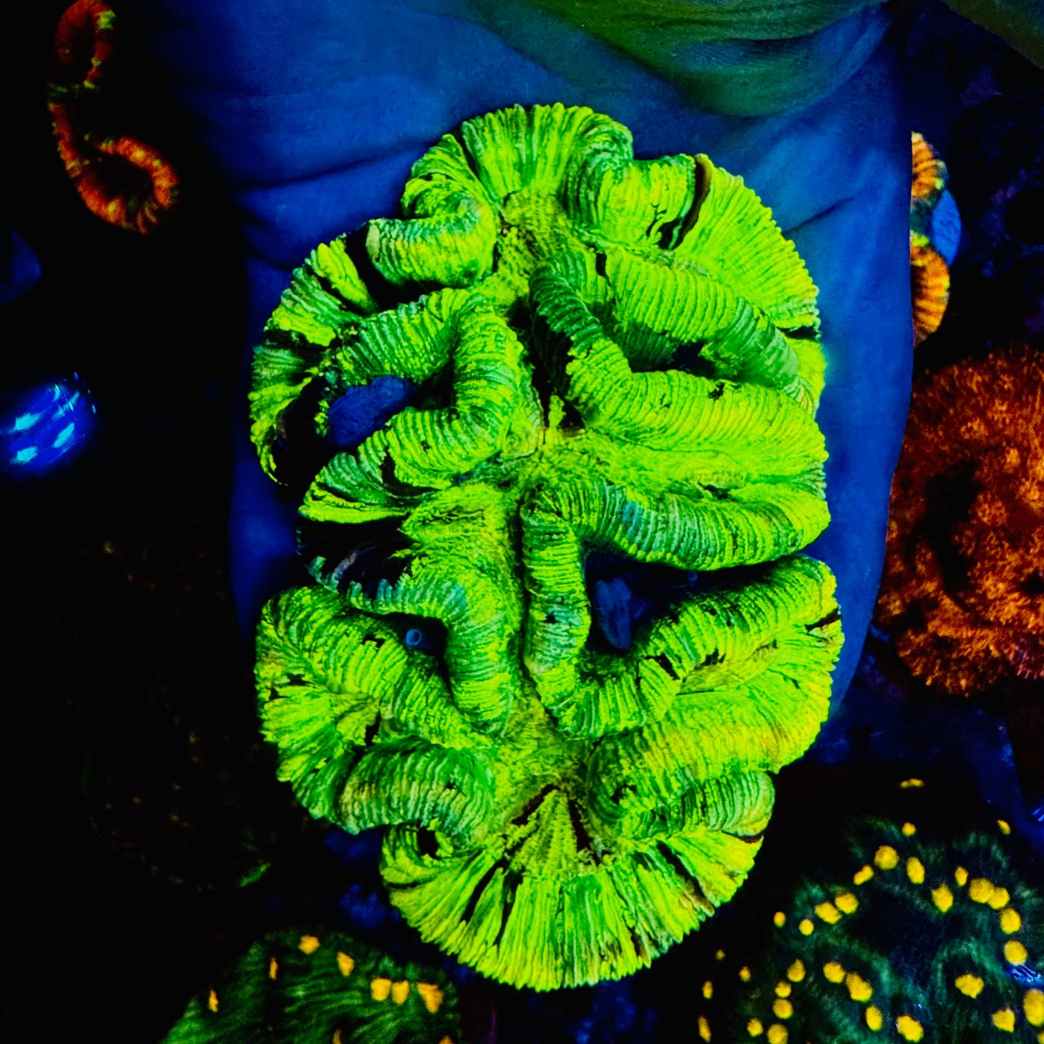 Lemon & Lime Trachyphyllia - #17