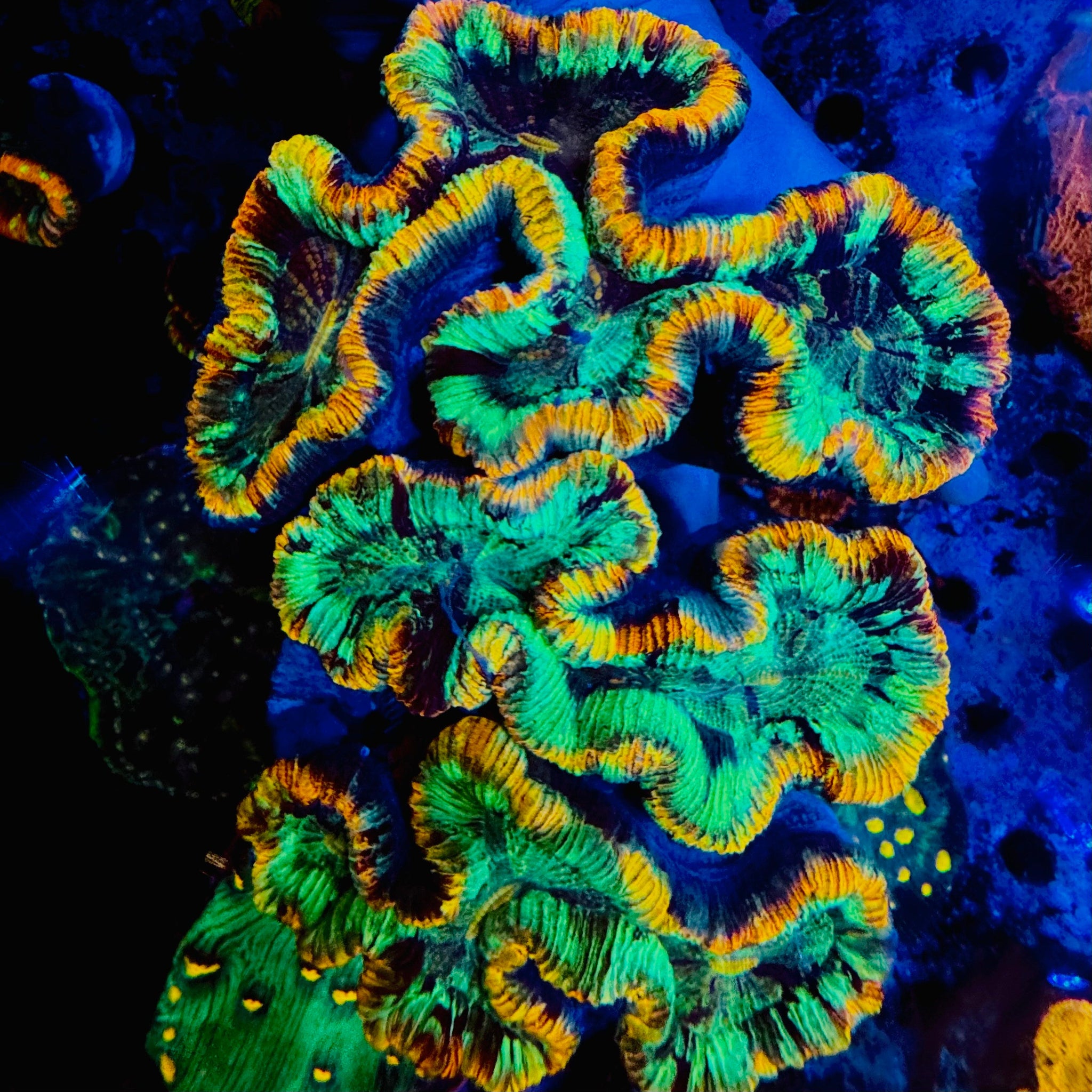 XXXL Rainbow Trachyphyllia - #5