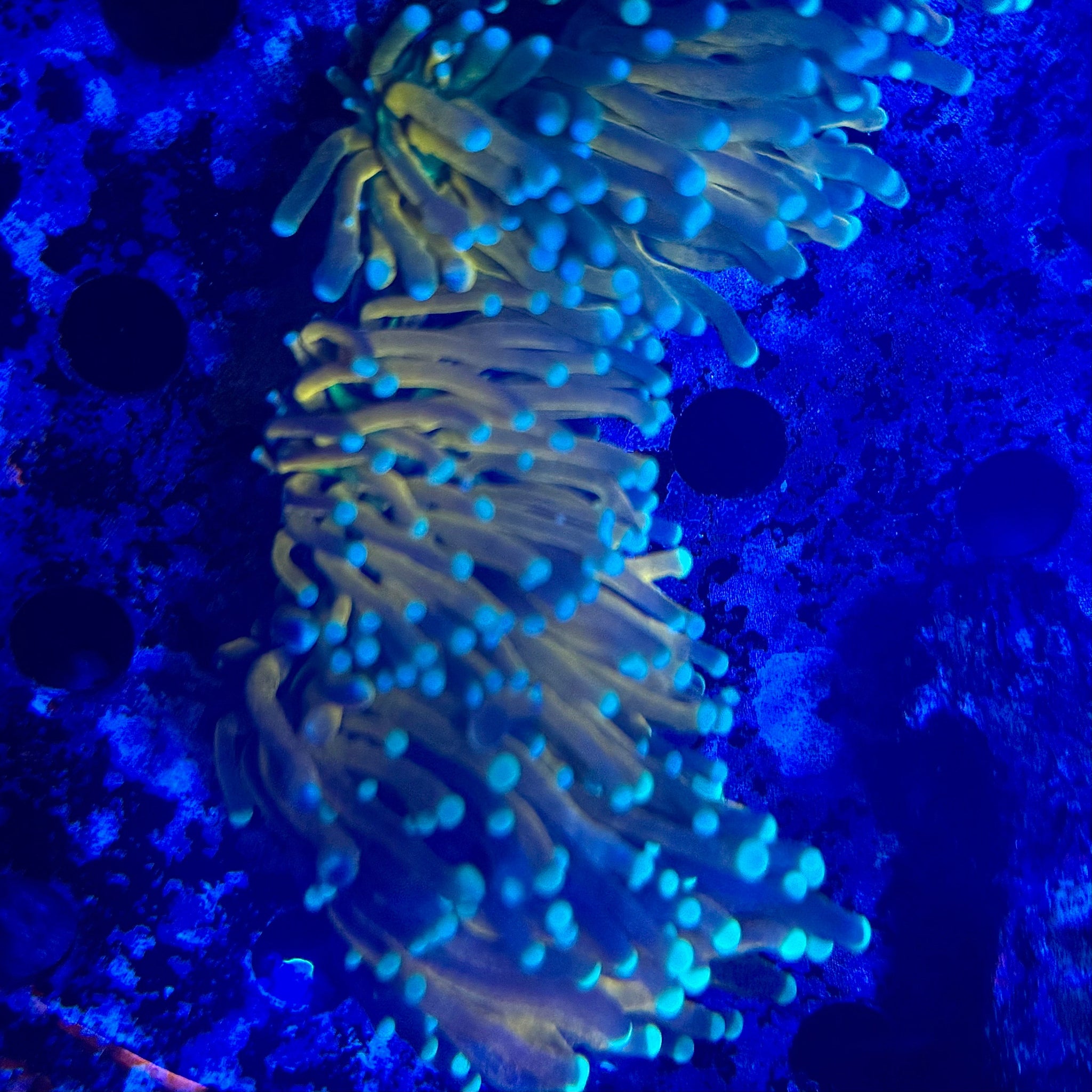 Ultra Tiger Torch - Aqua Group