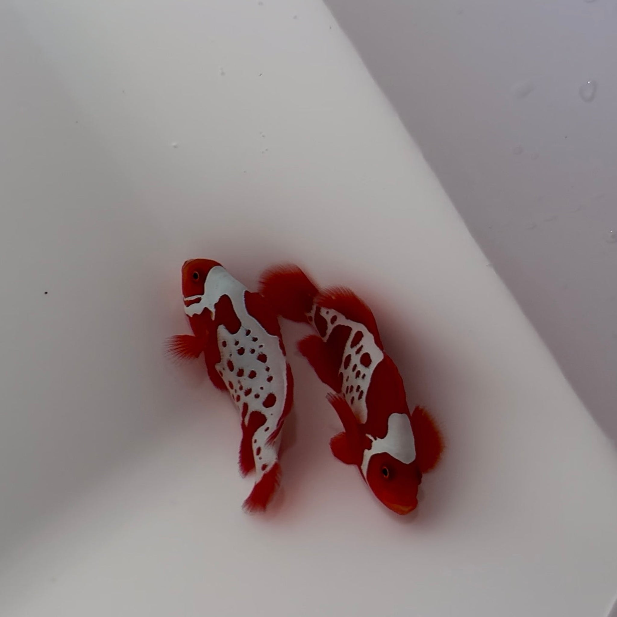 Boston Sea & Reef Gold Lightning Maroon Clownfish - Aqua Group