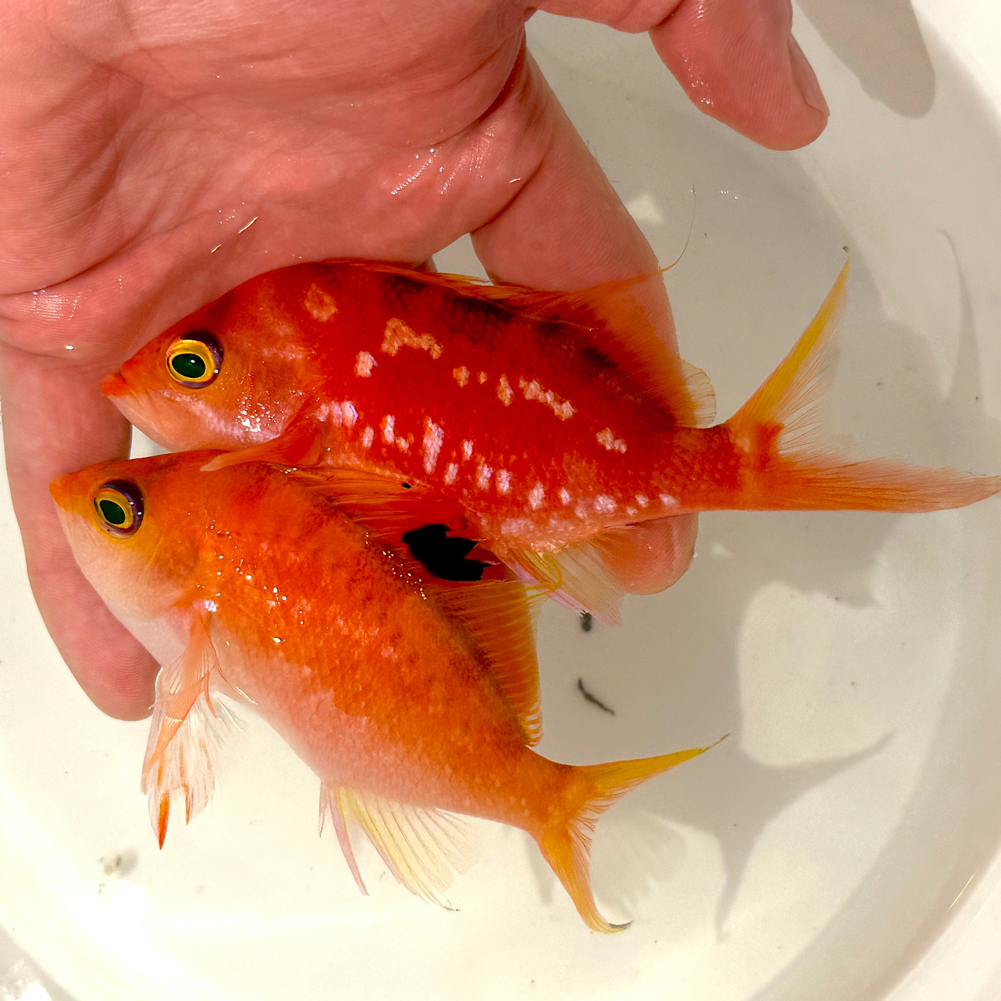 Japanese Anthias-Cherry - Aqua Group