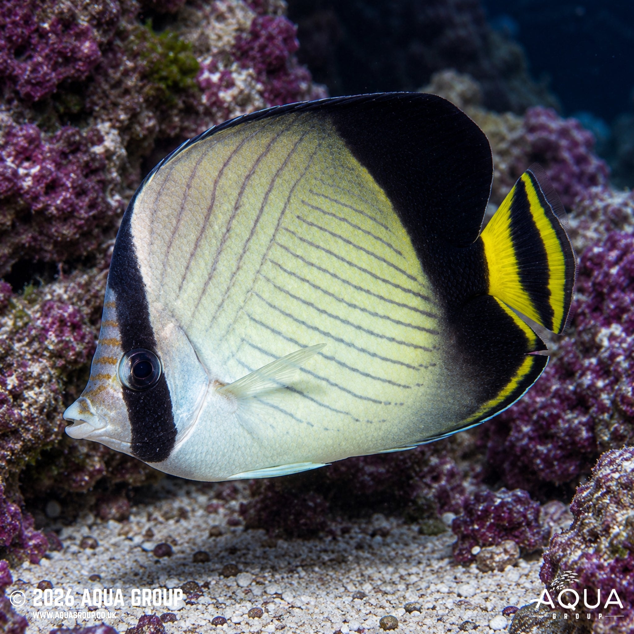 Indian Vagabond Butterflyfish - Chaetodon decussatus