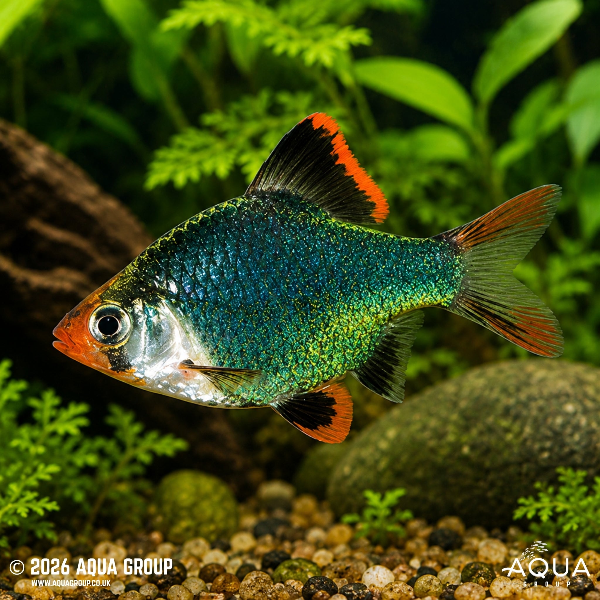 Jade Green Tiger Barb - Puntigrus tetrazona - Aqua Group