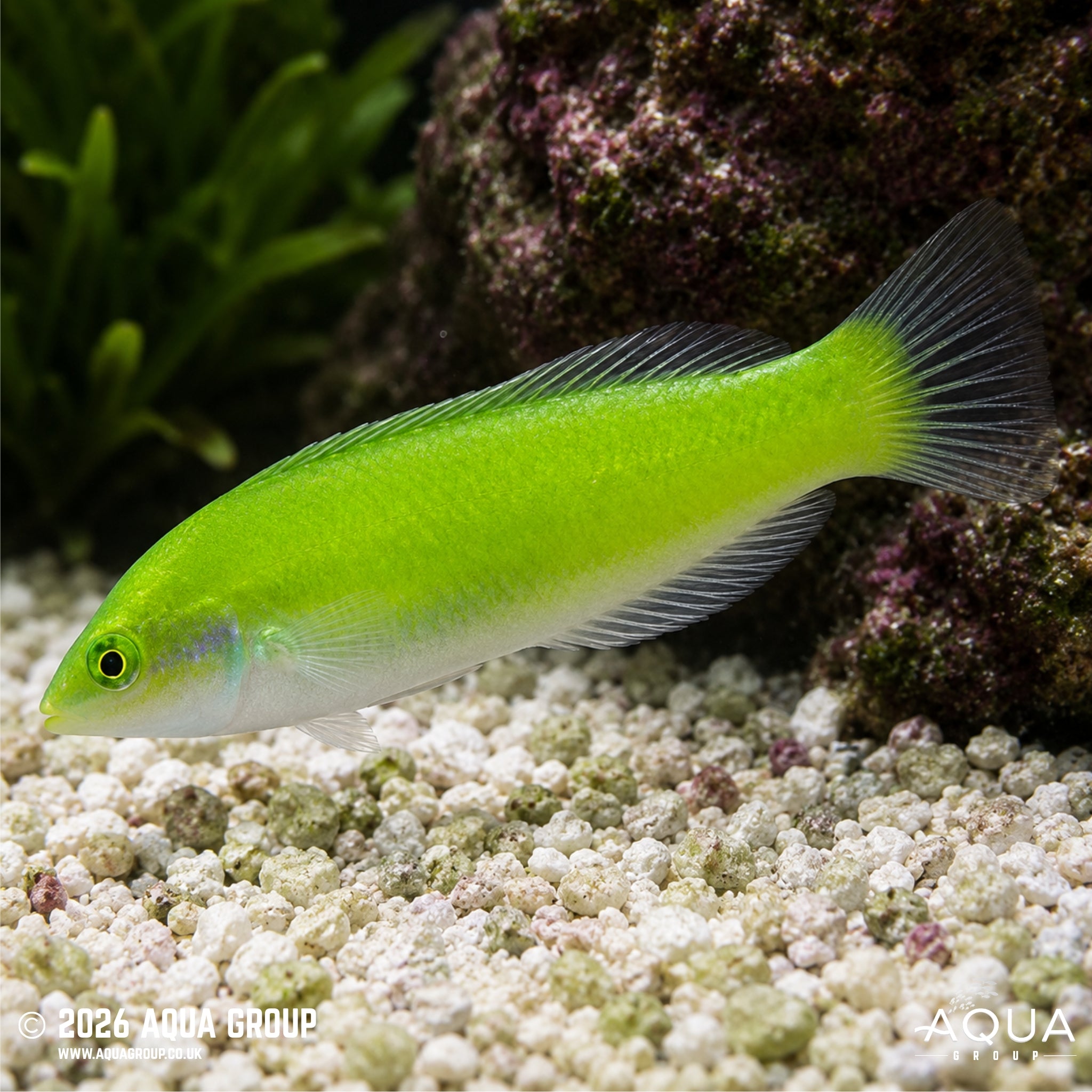 Jade Wrasse - Halichoeres chloropterus - Aqua Group
