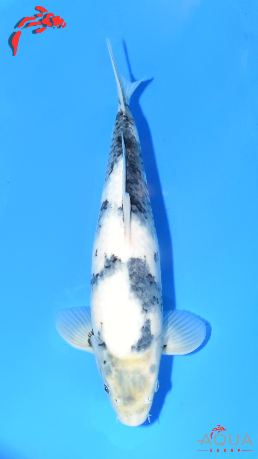 Shiro Utsuri - Okawa - Tosai - Certificated #06 - Aqua Group