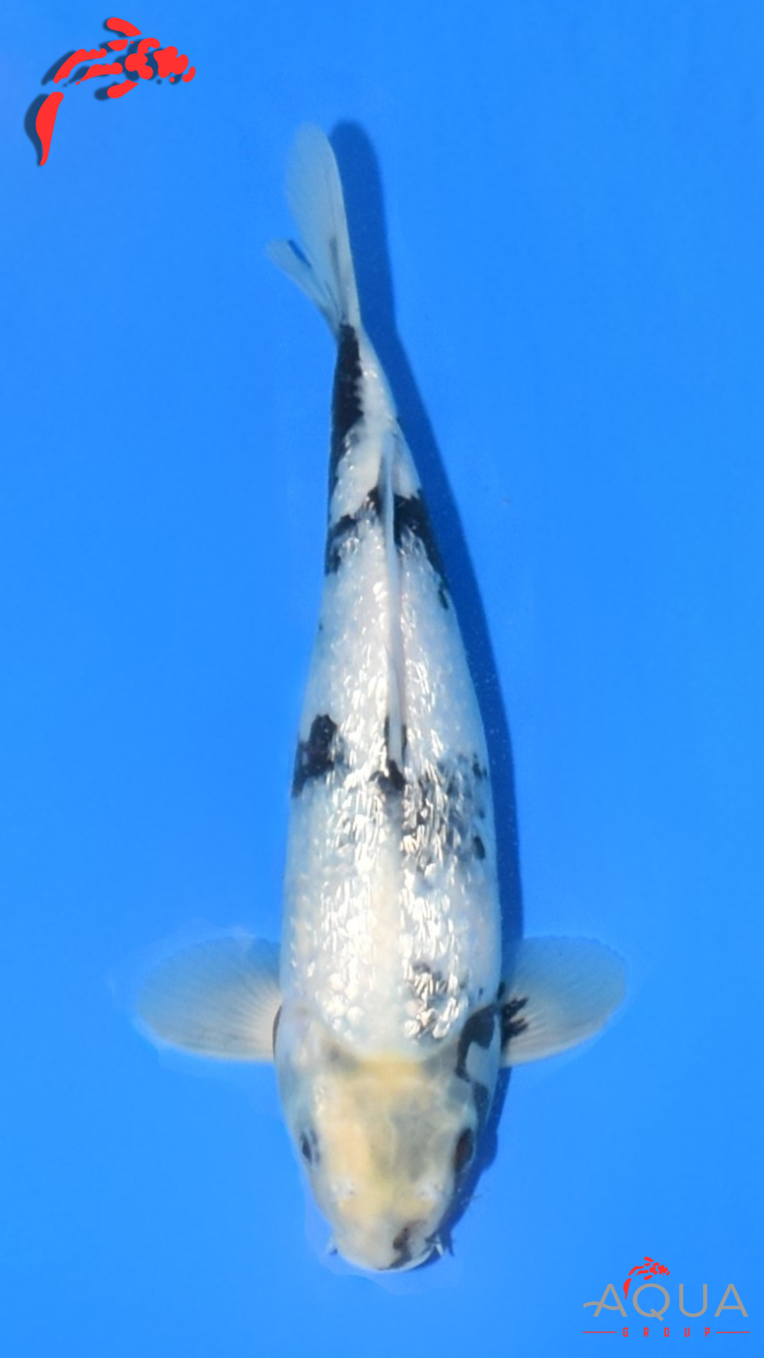 Gin Rin Shiro Utsuri - Okawa - Tosai - Certificated #14