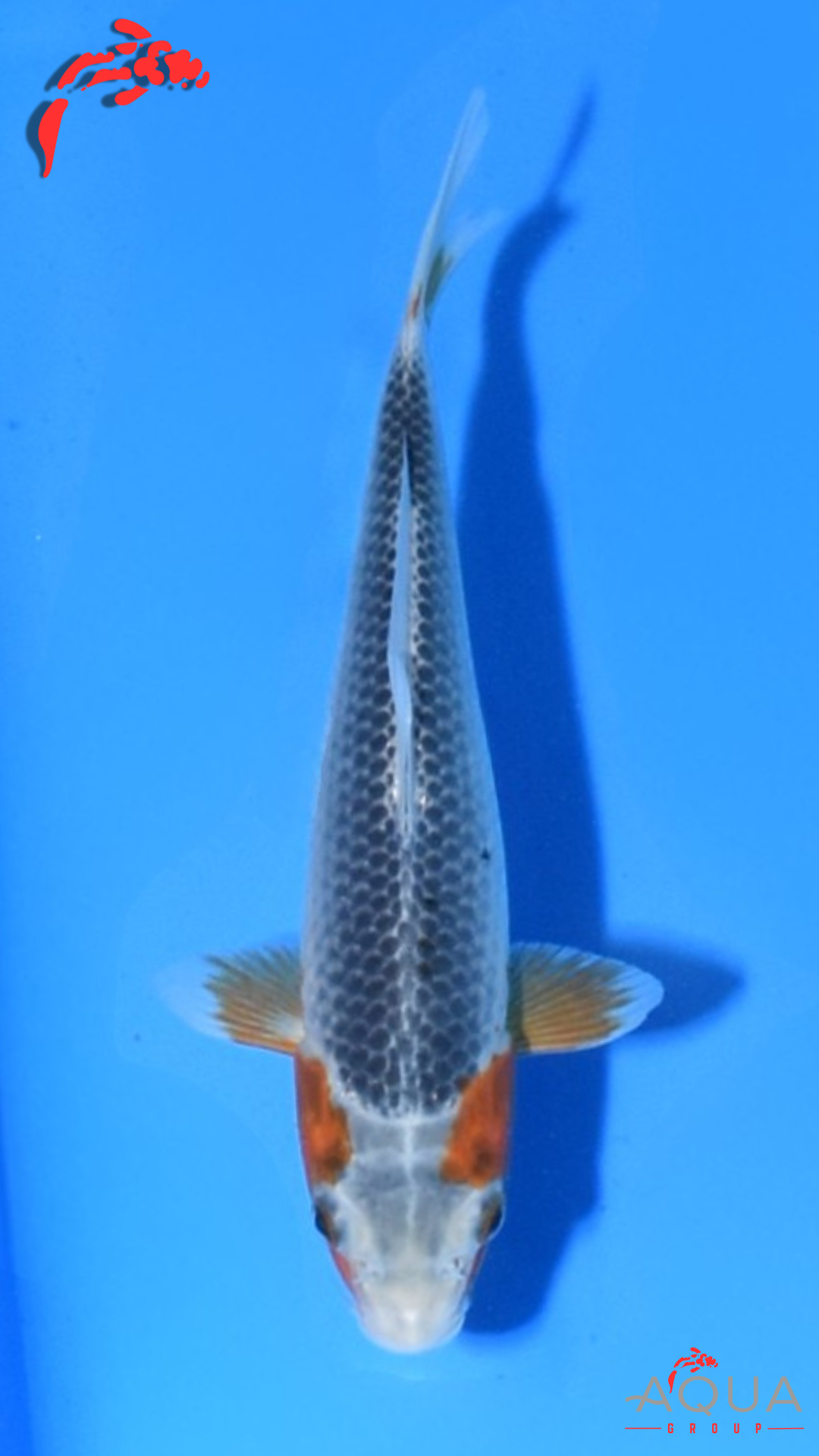 HQ Mixed - Asagi - Marudo - Tosai - Aqua Group