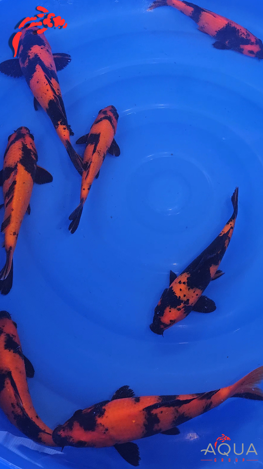 Mixed - Hi Utsuri - Shinoda - Tosai