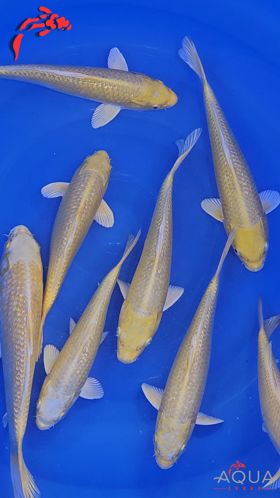 HQ Mixed - Gin Rin Yamabuki Ogon - Beppu - Tosai