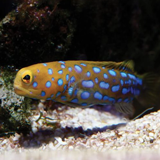 Jawfish - Blue Dot - Aqua Group