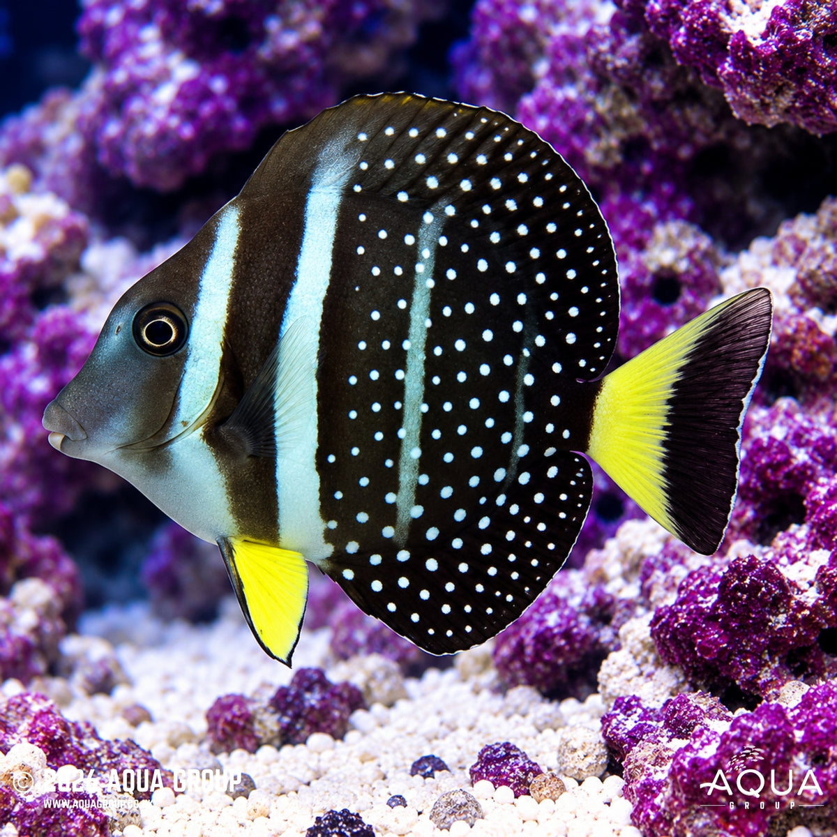 Jewel Tang - Acanthurus guttatus