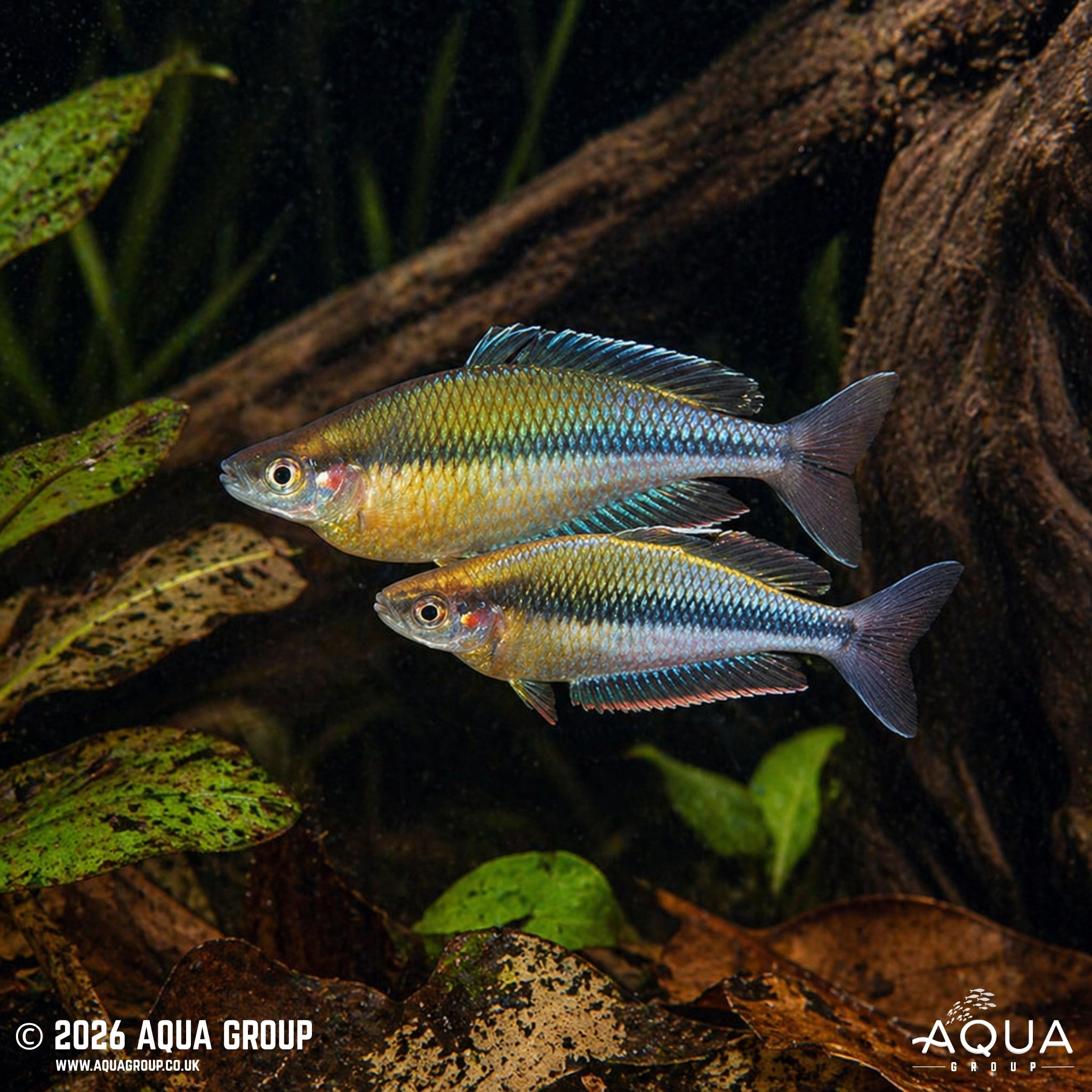 Kali Jakora Rainbowfish - Melanotaenia jakora