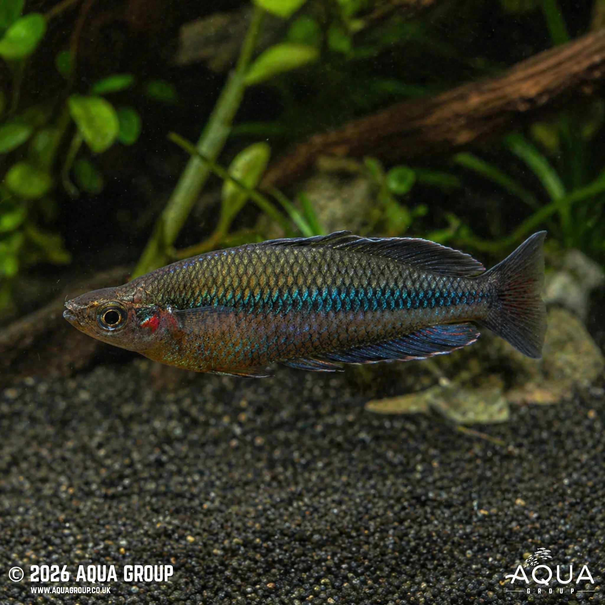 Kali Jakora Rainbowfish - Melanotaenia jakora