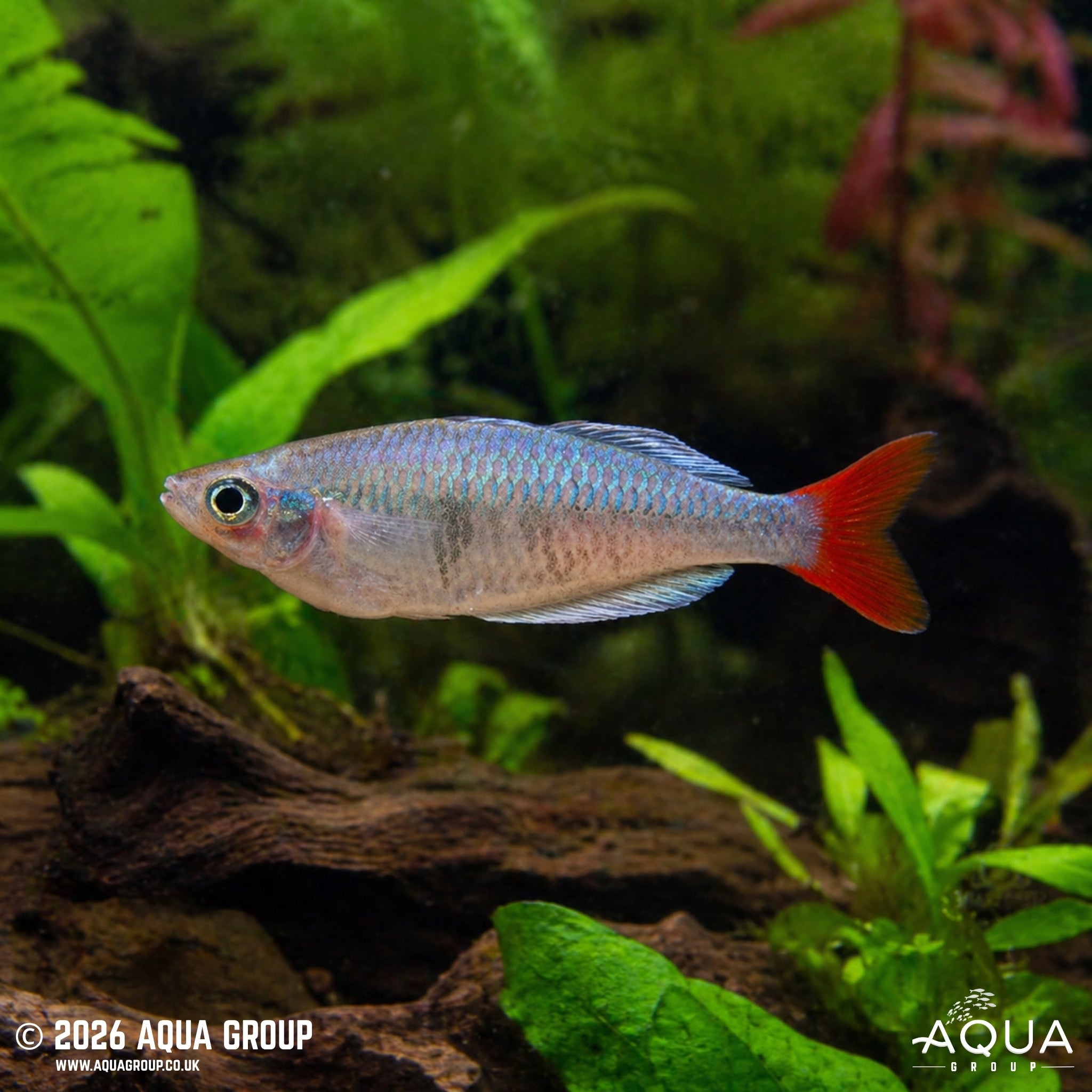 Kali Tawa Rainbowfish - Melanotaenia Sp. "Kali Tawa" - Aqua Group